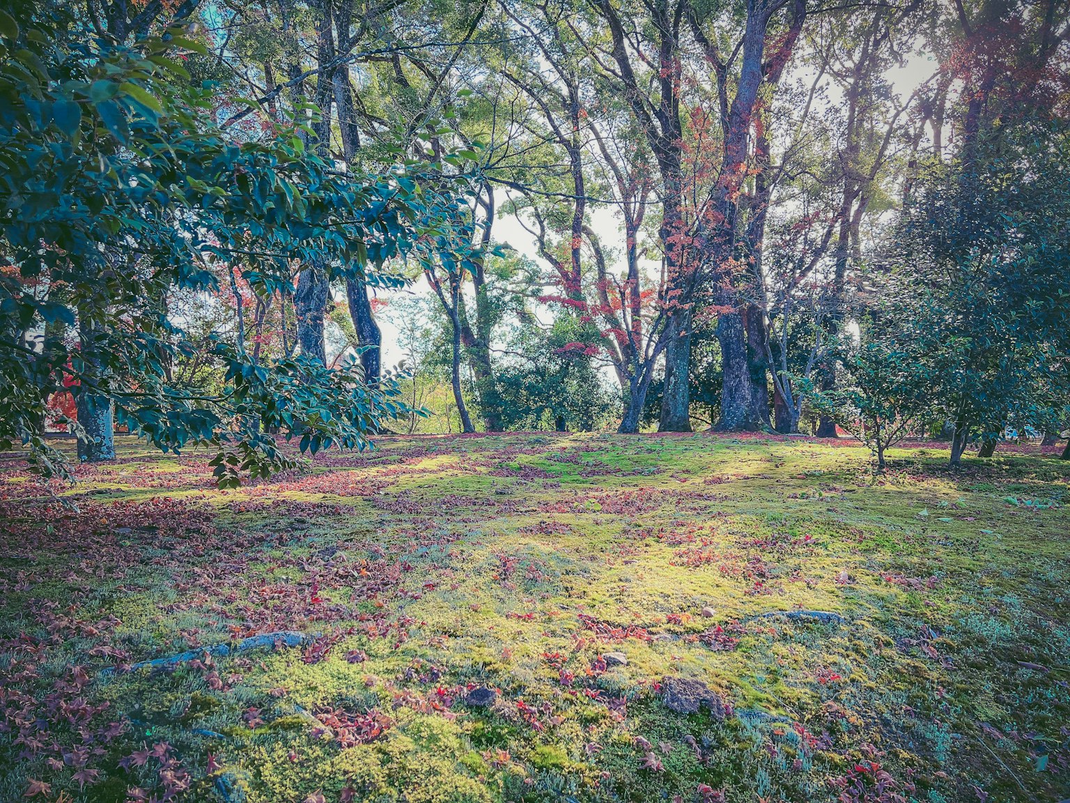 Pemandangan taman subur dengan rumput luas dan pohon besar
