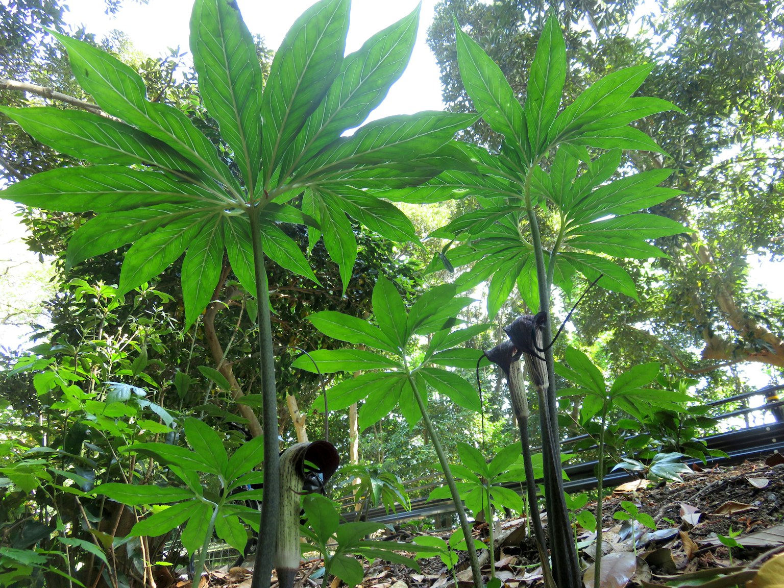 Plantas verdes exuberantes en un entorno soleado que destacan grandes hojas distintivas