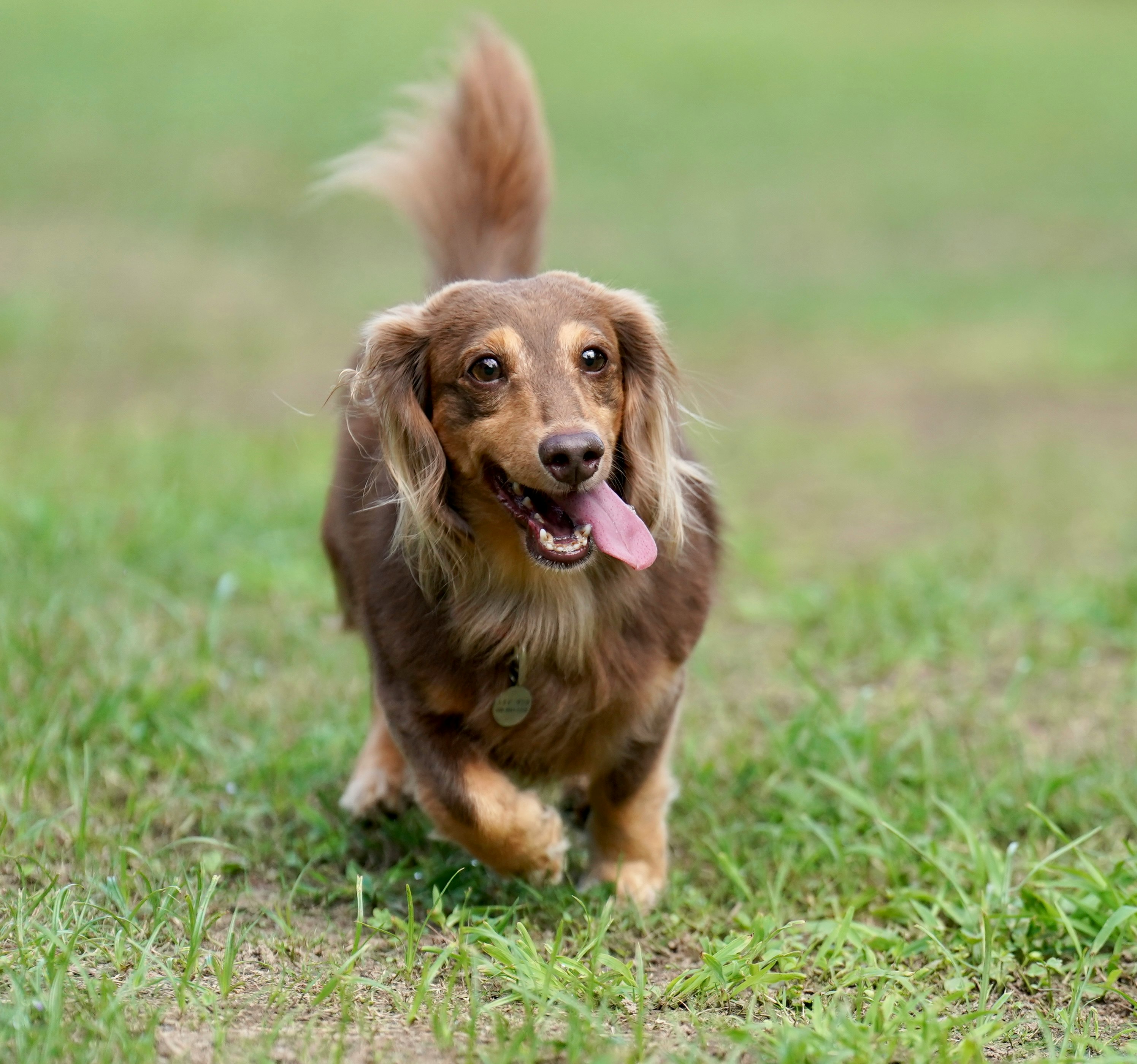 brown dog walking on a grassy lawn