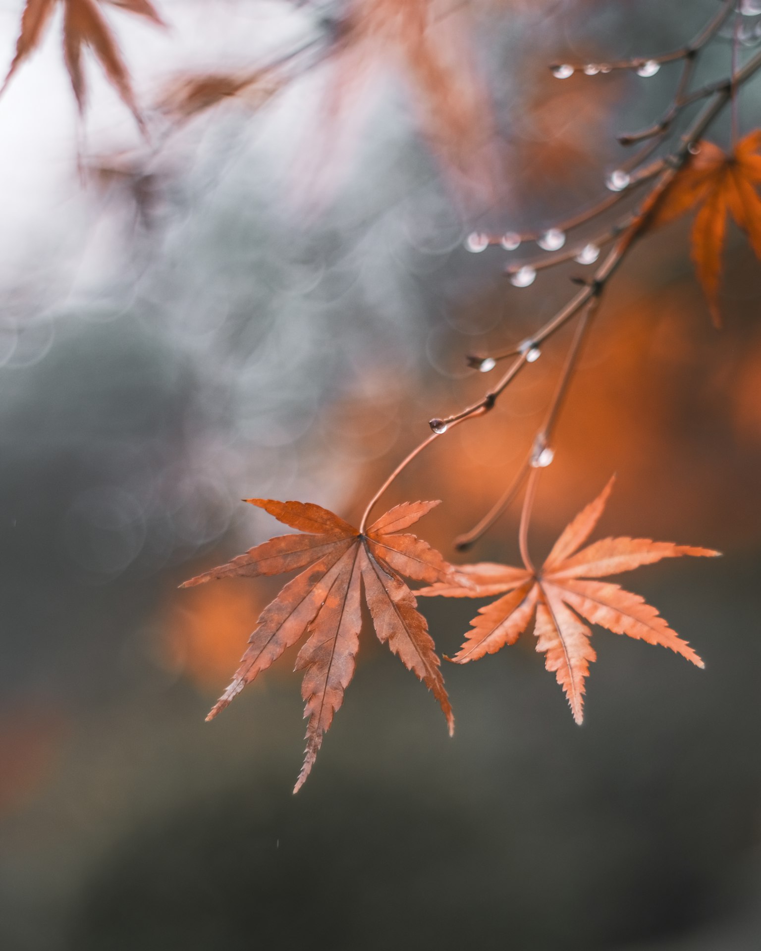 Autumn maple leaves with droplets