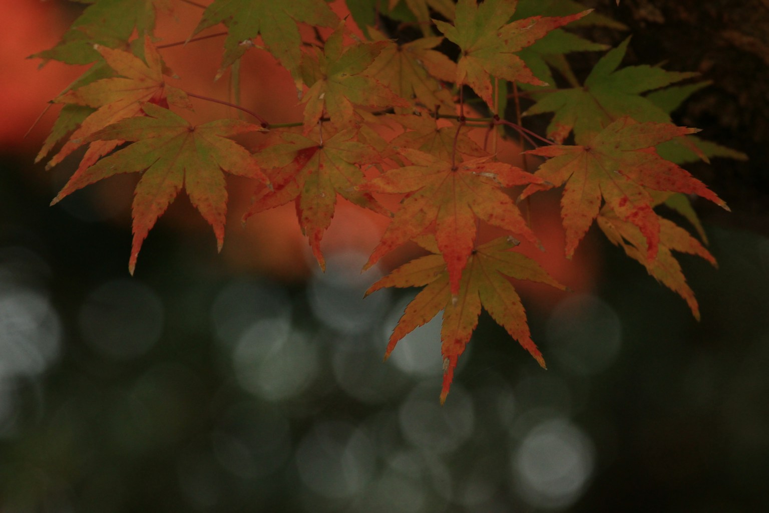 Maple leaves in vibrant autumn colors against a blurred background