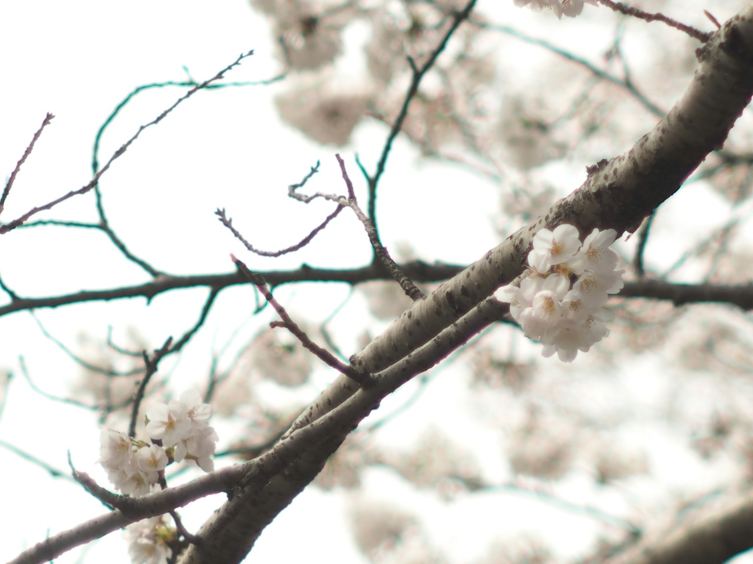 Branche avec des fleurs blanches dans un cadre printanier serein
