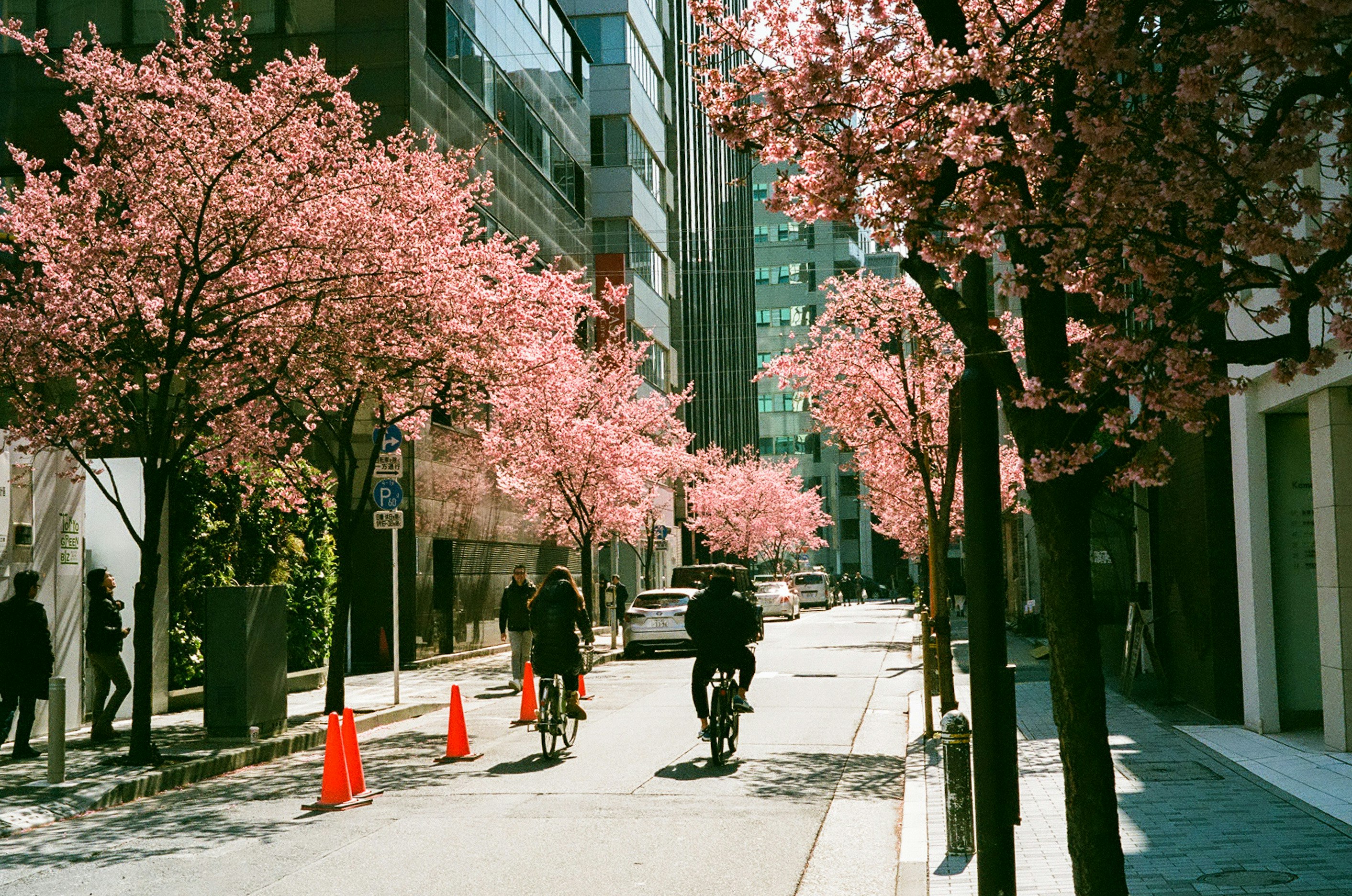 桜並木のある都市の通りを自転車で走る人々の風景