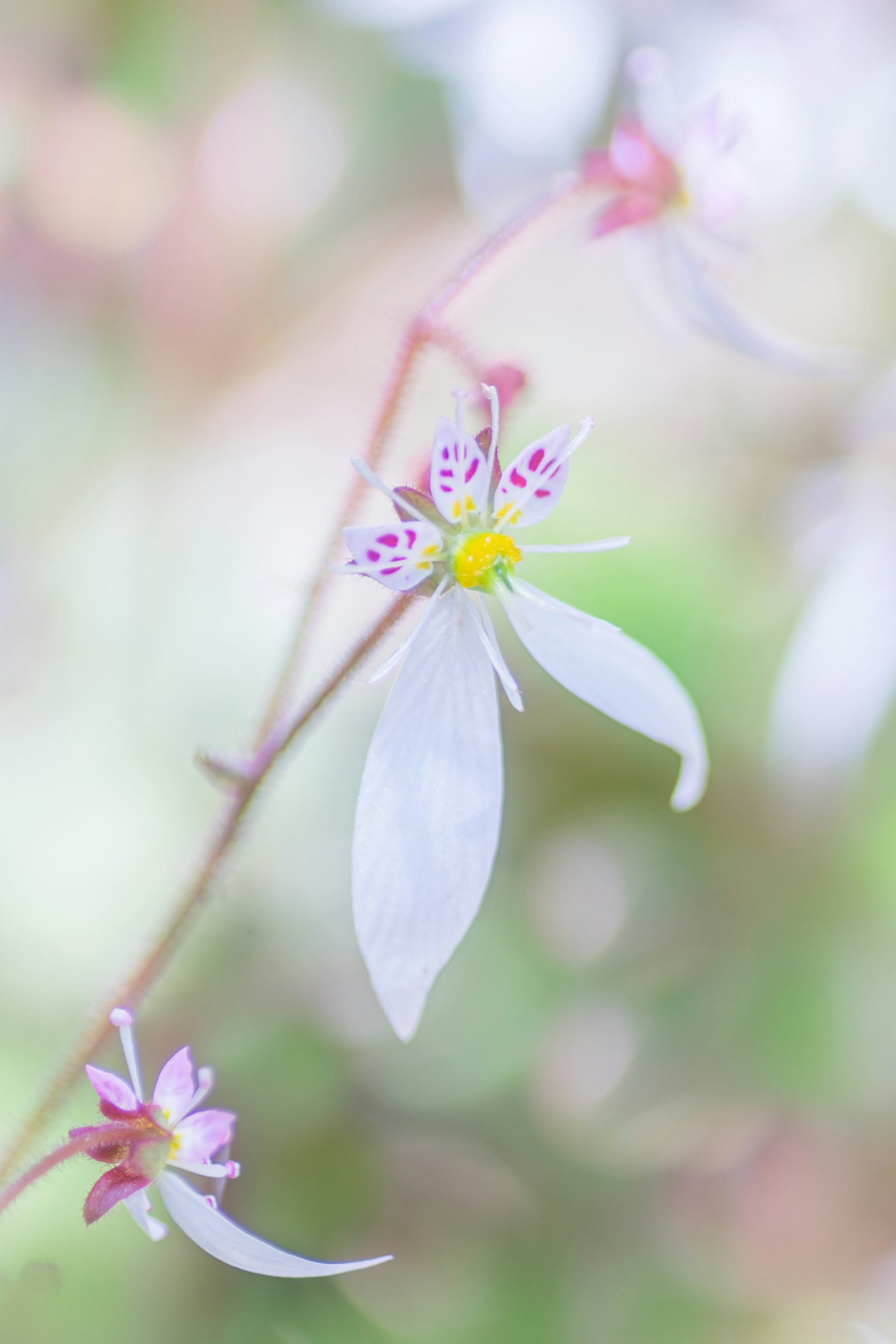 Delicate white flower with pink buds and soft blurred background