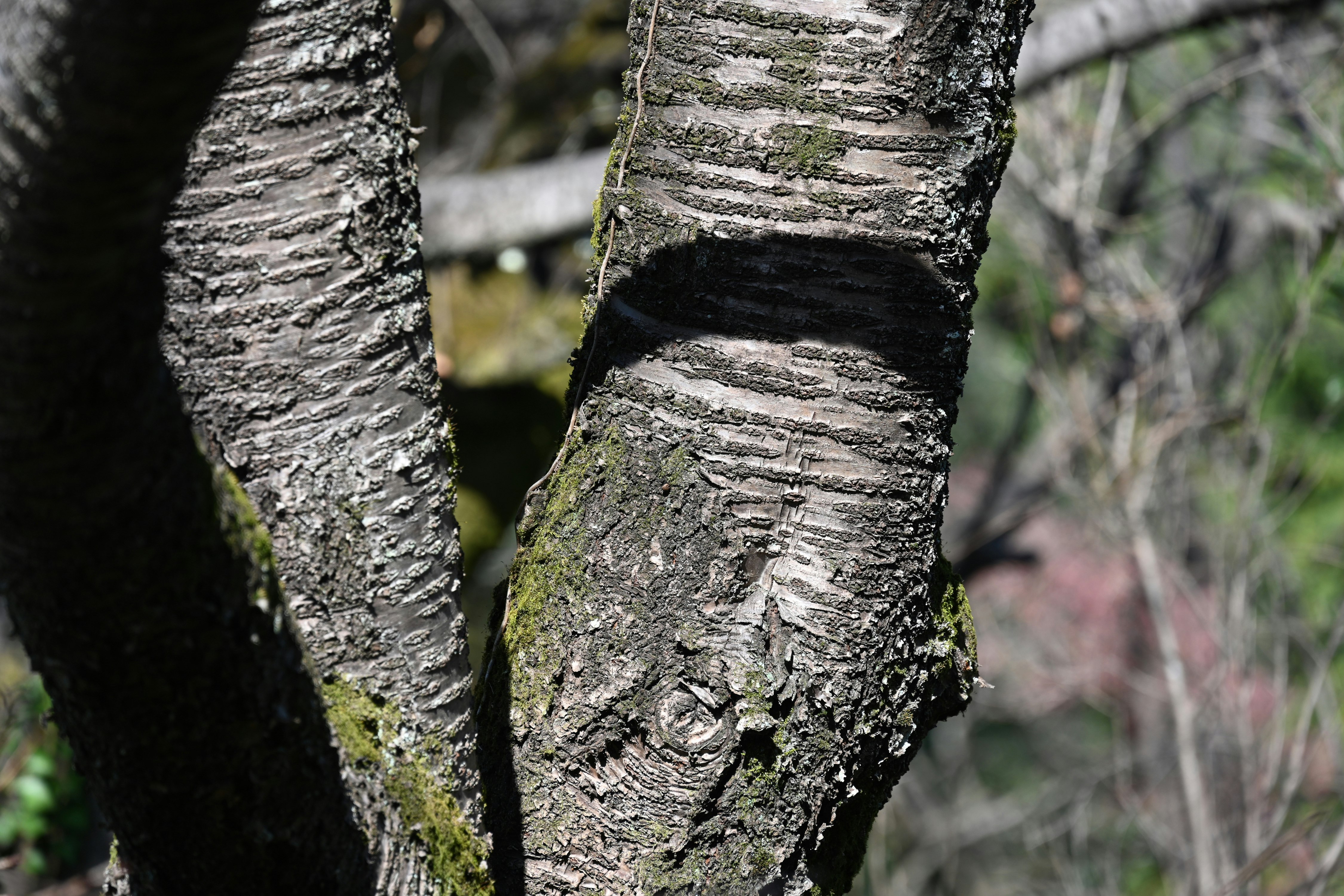 close-up of tree trunks with textured bark