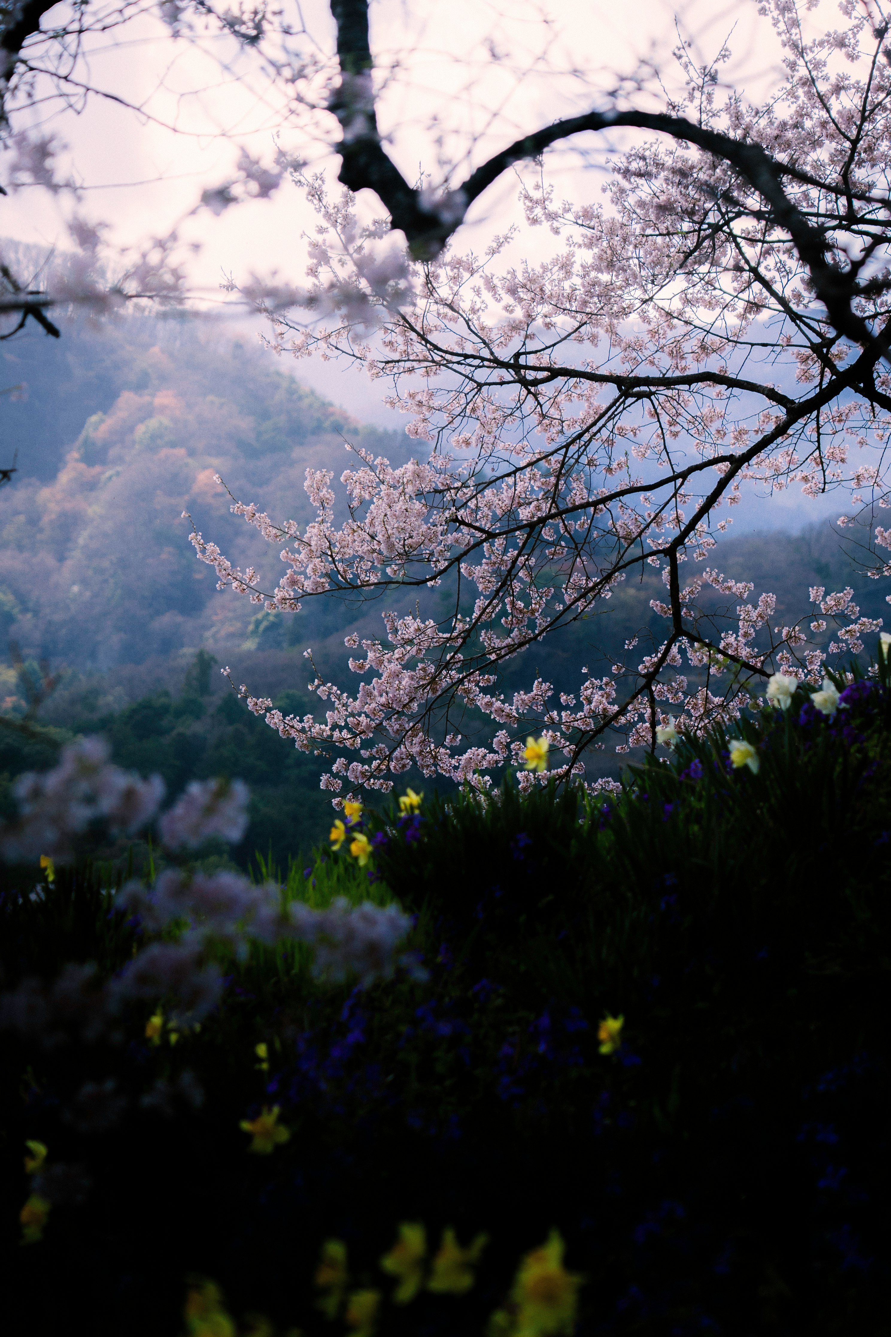 桜の枝と花が咲く山あいの春景色