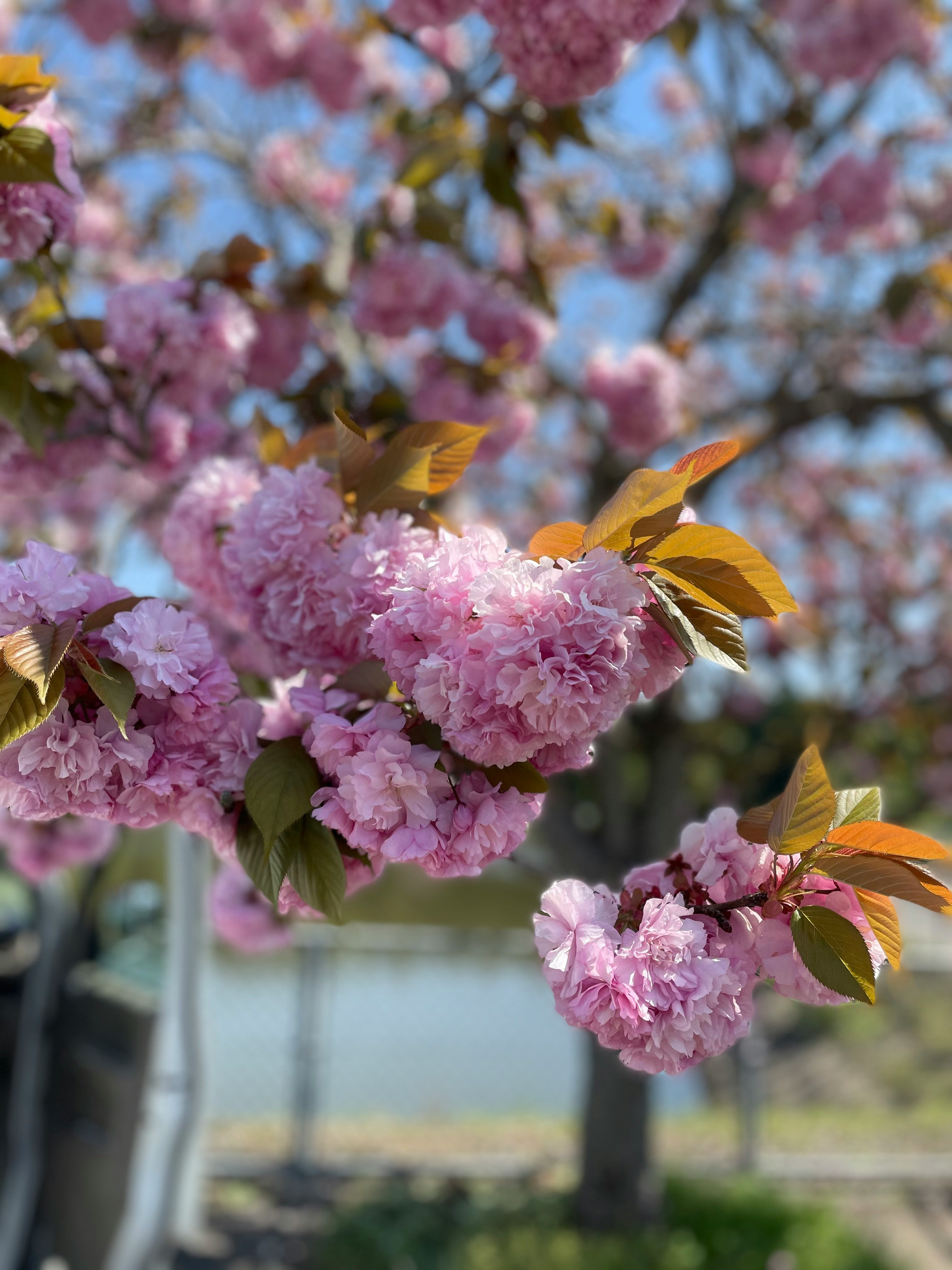 ピンクの花にとまる黄色い蝶のマクロ