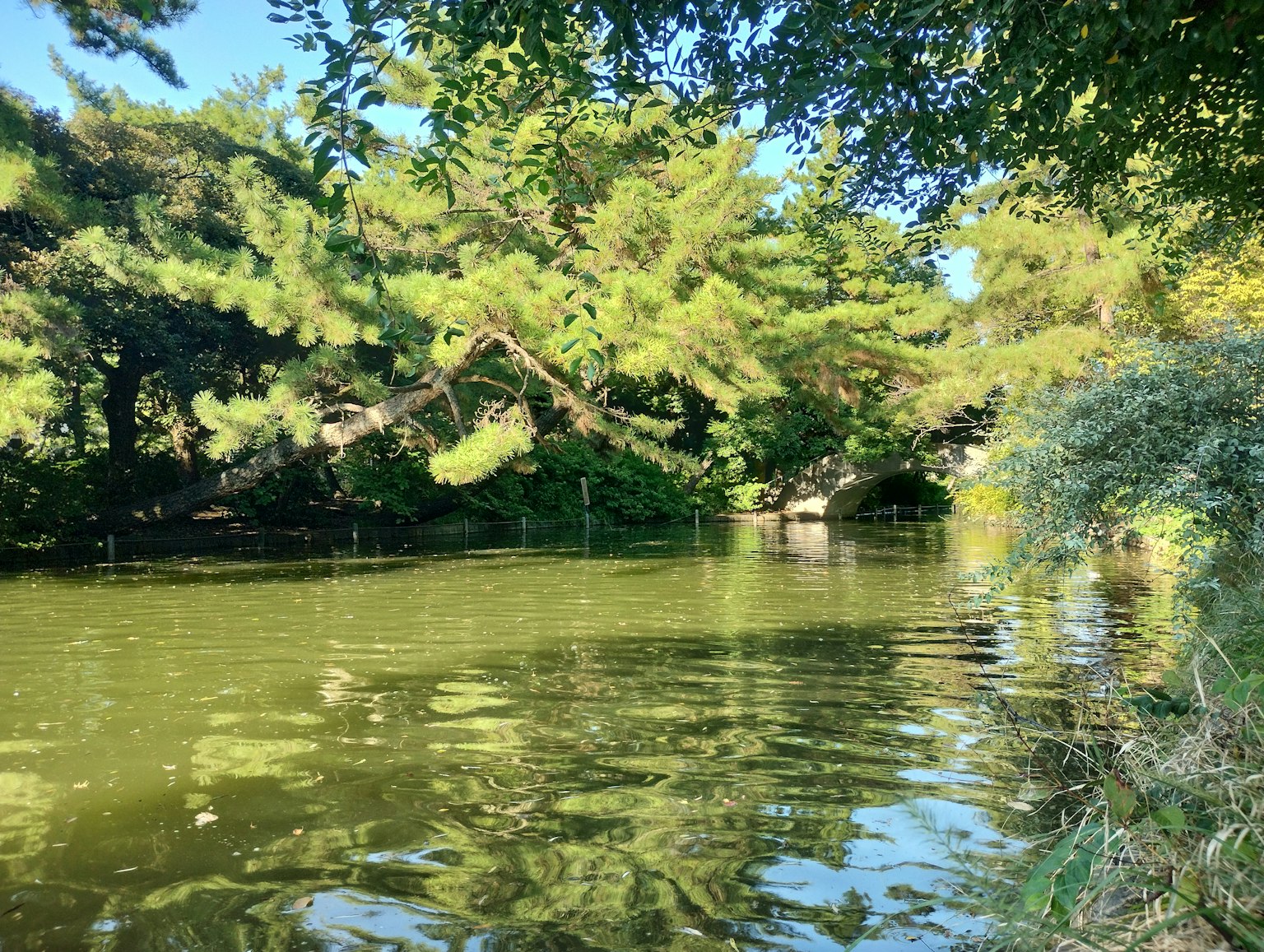 宁静的池塘被郁郁葱葱的树木环绕