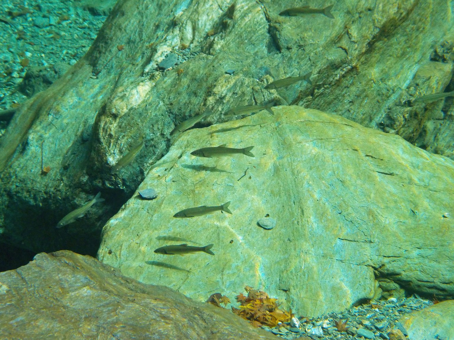 Sekelompok ikan berenang di atas batu di dalam air jernih