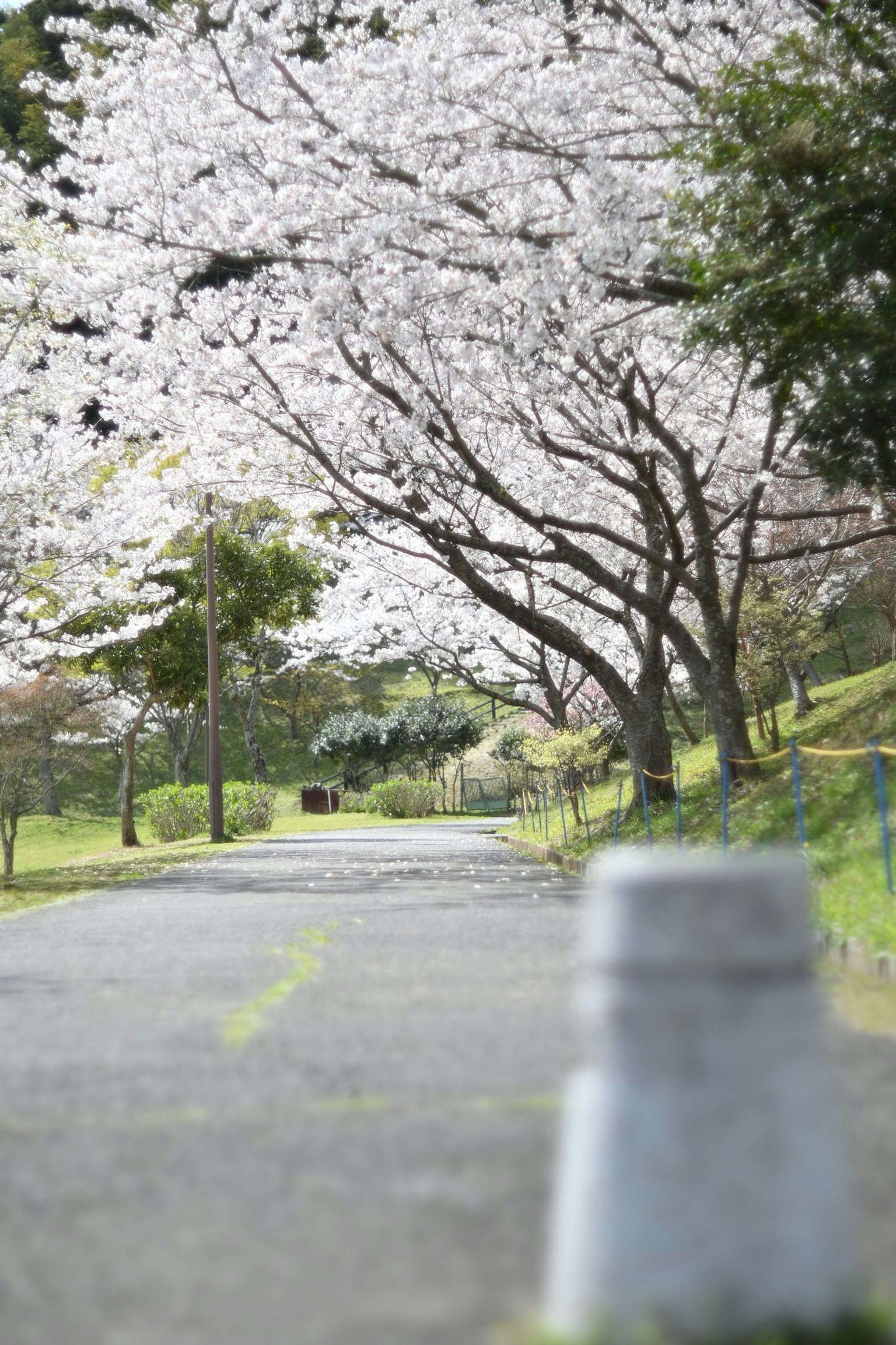 Pemandangan indah jalan sepi yang dikelilingi pohon sakura