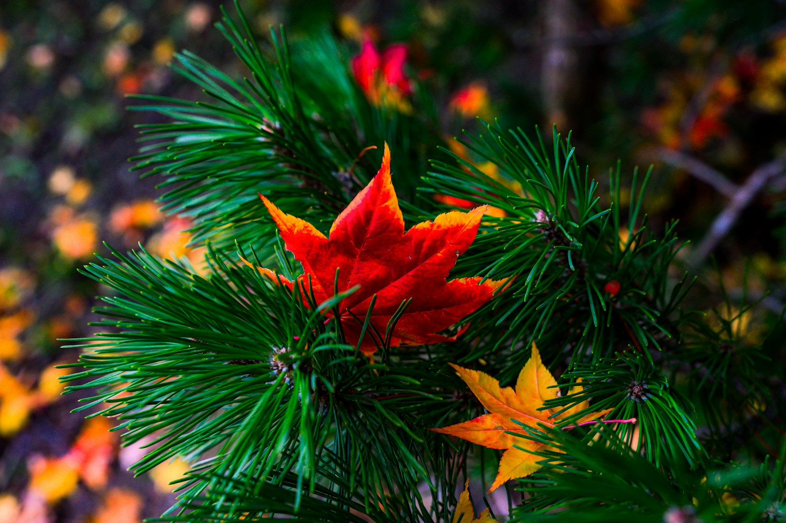 Des feuilles d'automne rouges et jaunes se chevauchent sur des branches de conifères verts