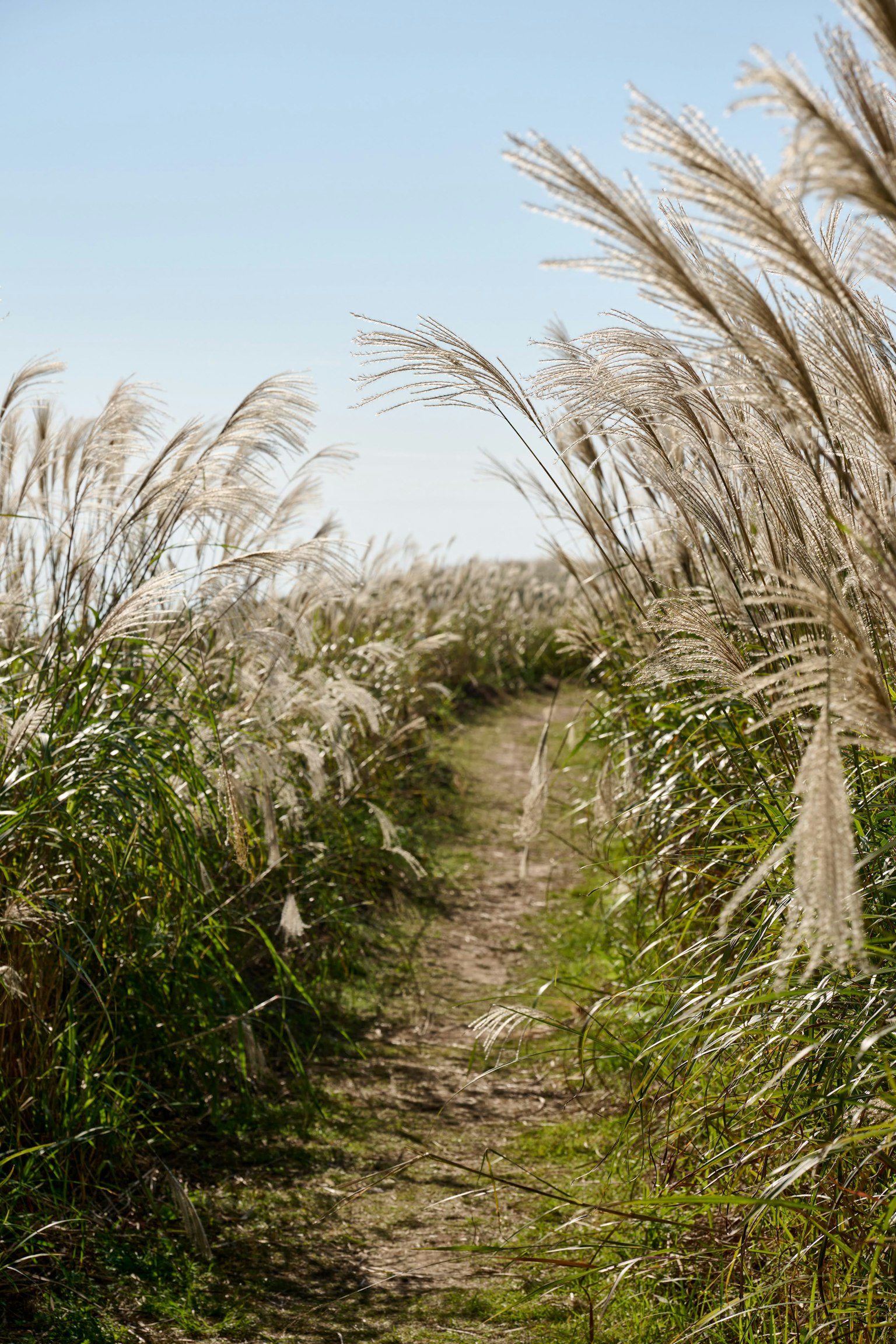 Sentier entouré de hautes herbes de la pampa sous un ciel bleu clair