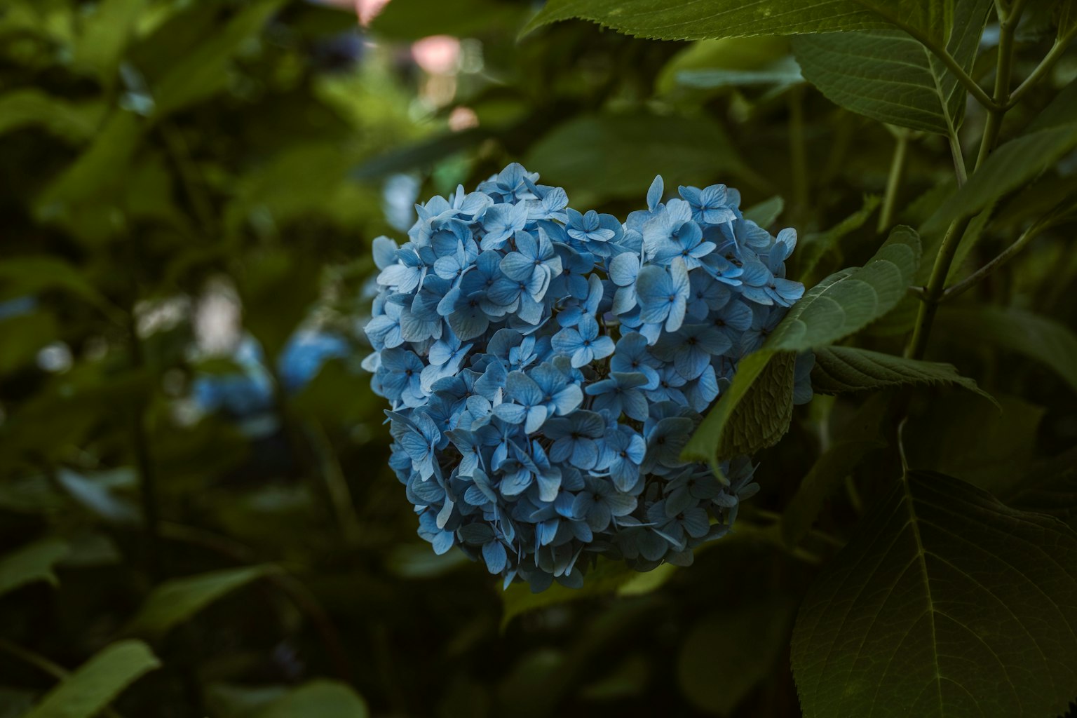 被绿色叶子包围的蓝色绣球花