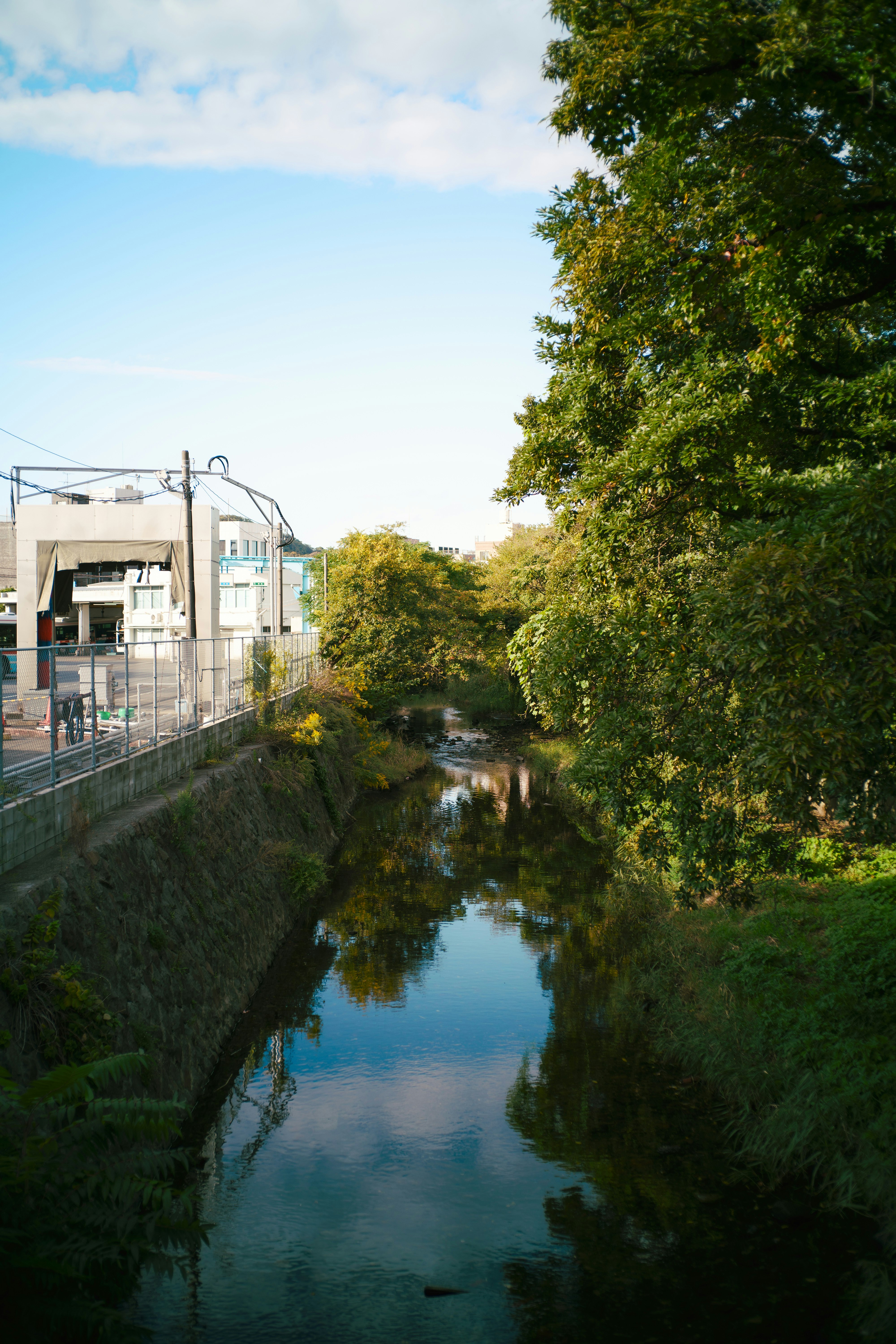 Flussufer mit Zaun und grüner Baumreihe