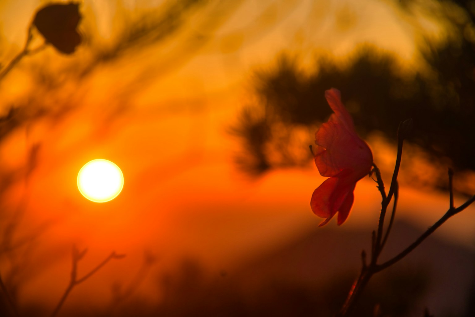 Silueta de una flor contra un atardecer