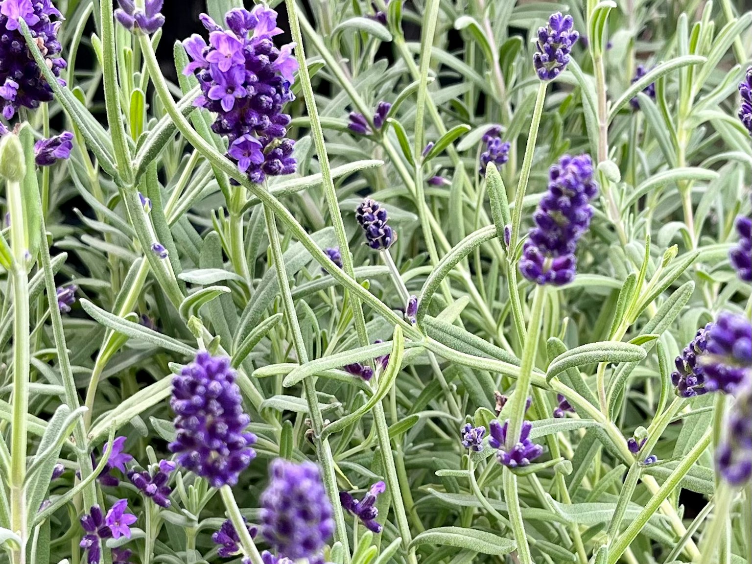 Flores de lavanda moradas rodeadas de hojas verdes