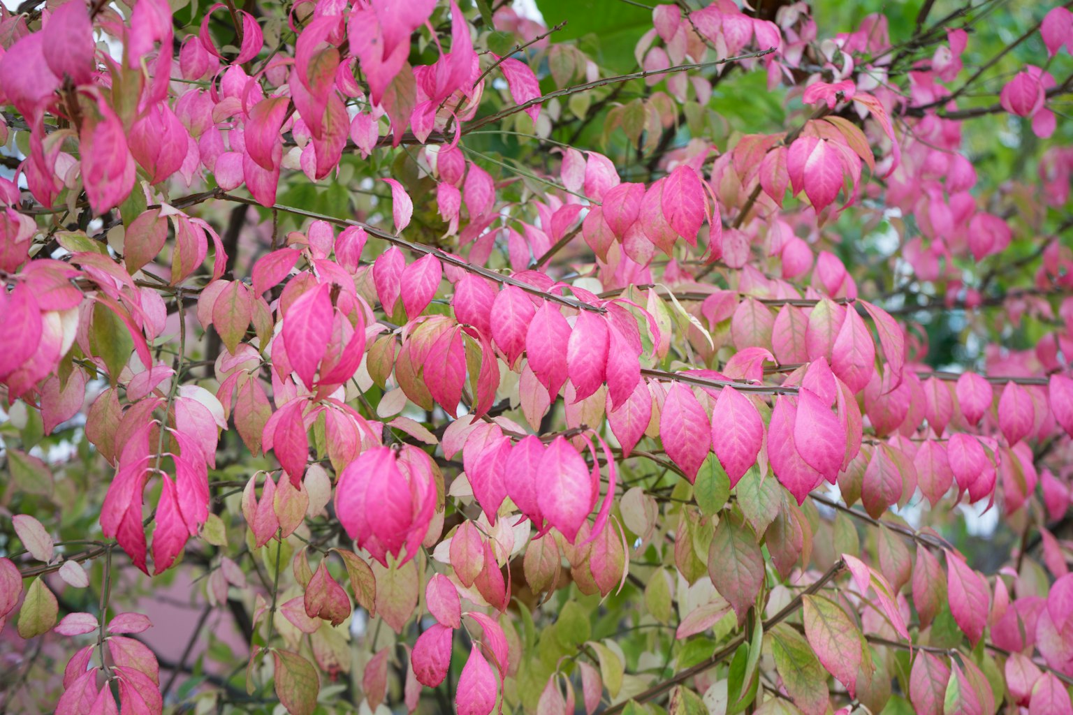 鮮やかなピンク色の花が咲く木の枝のクローズアップ