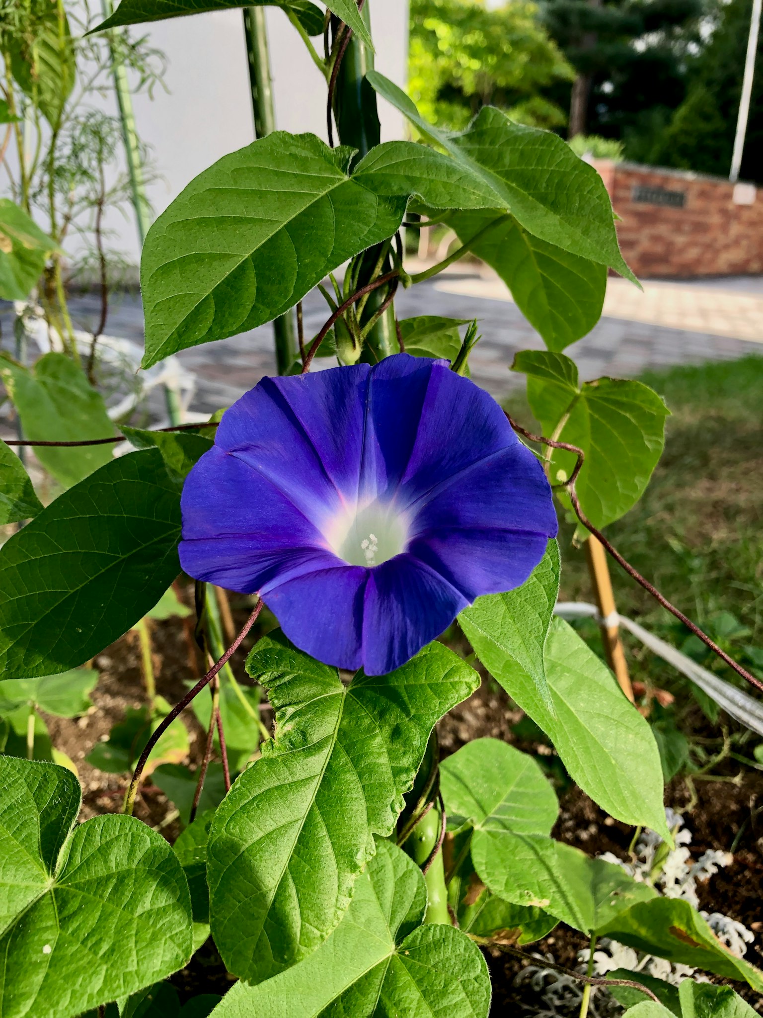 鲜艳的紫色牵牛花被绿色叶子环绕