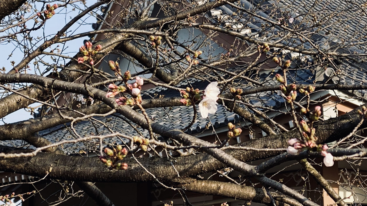 Vista de brotes de cerezo y el techo de una antigua casa japonesa