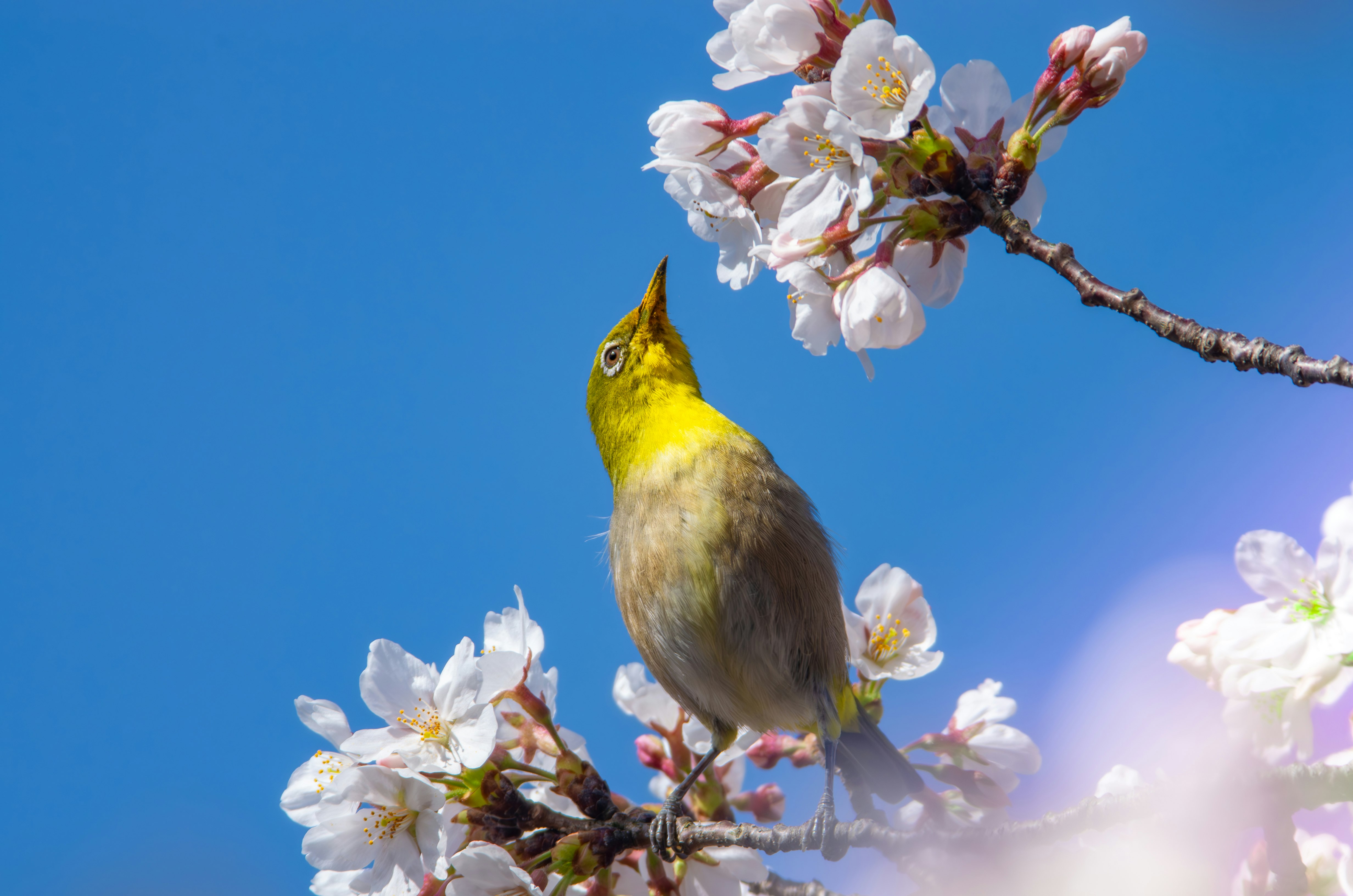 青空に咲く桜の枝と小鳥