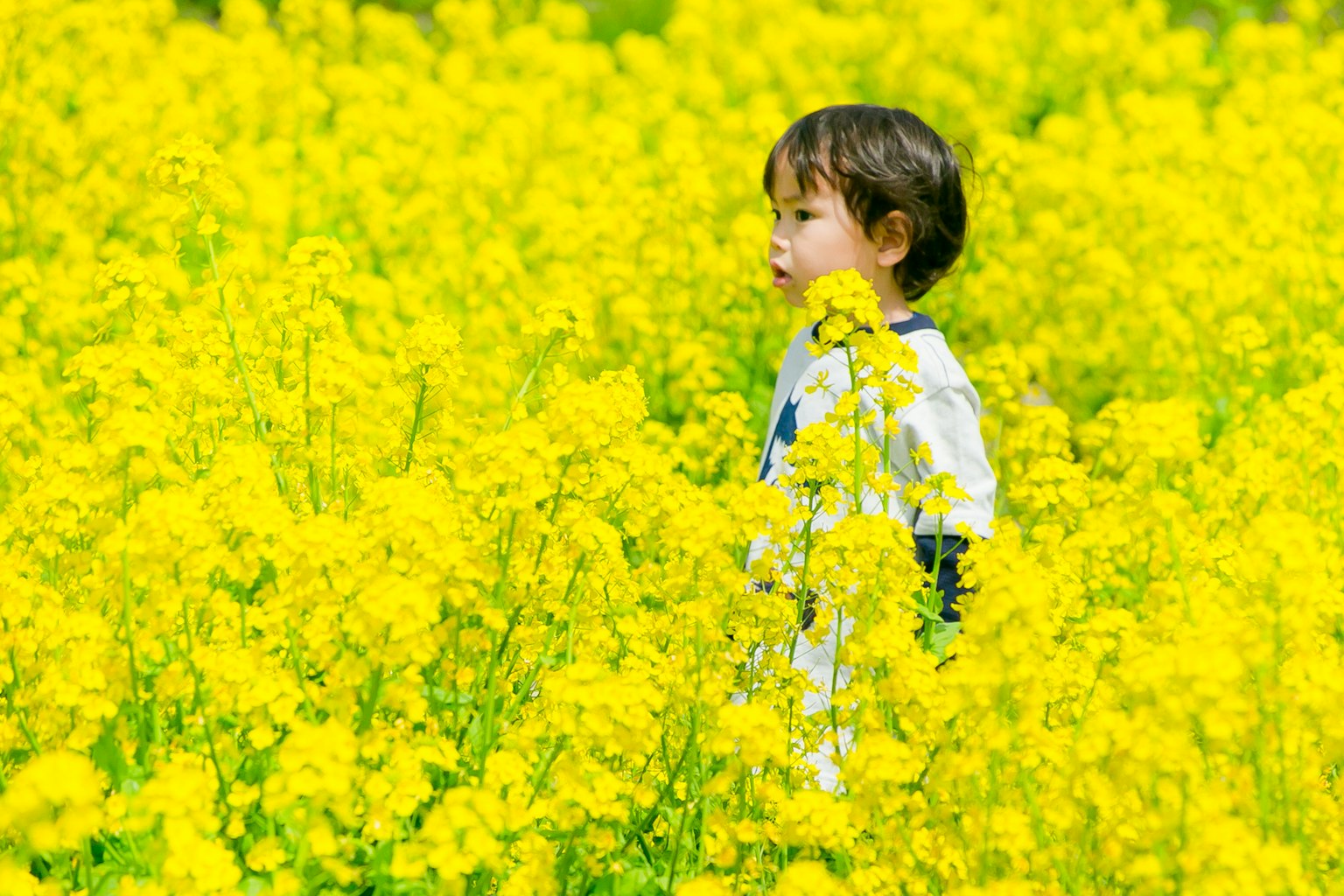밝은 노란 꽃밭에 서 있는 아이
