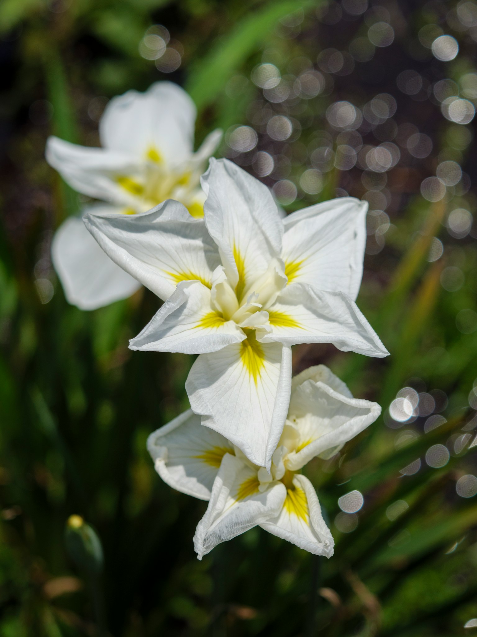 Trois fleurs blanches avec des accents jaunes fleurissant sur un fond vert flou
