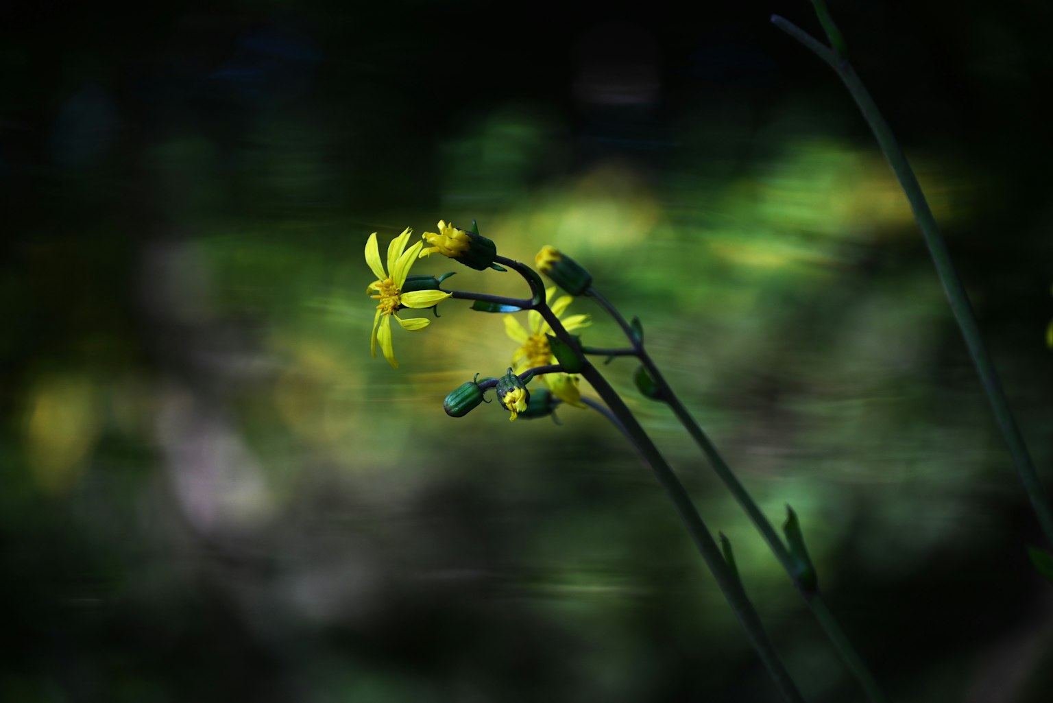Una flor amarilla floreciendo contra un fondo oscuro