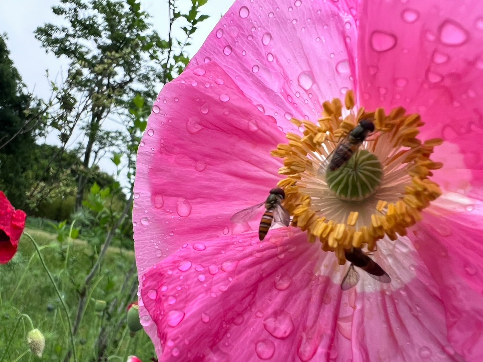 Nahaufnahme einer rosa Mohnblume mit Wassertropfen und zwei Bienen in der Mitte