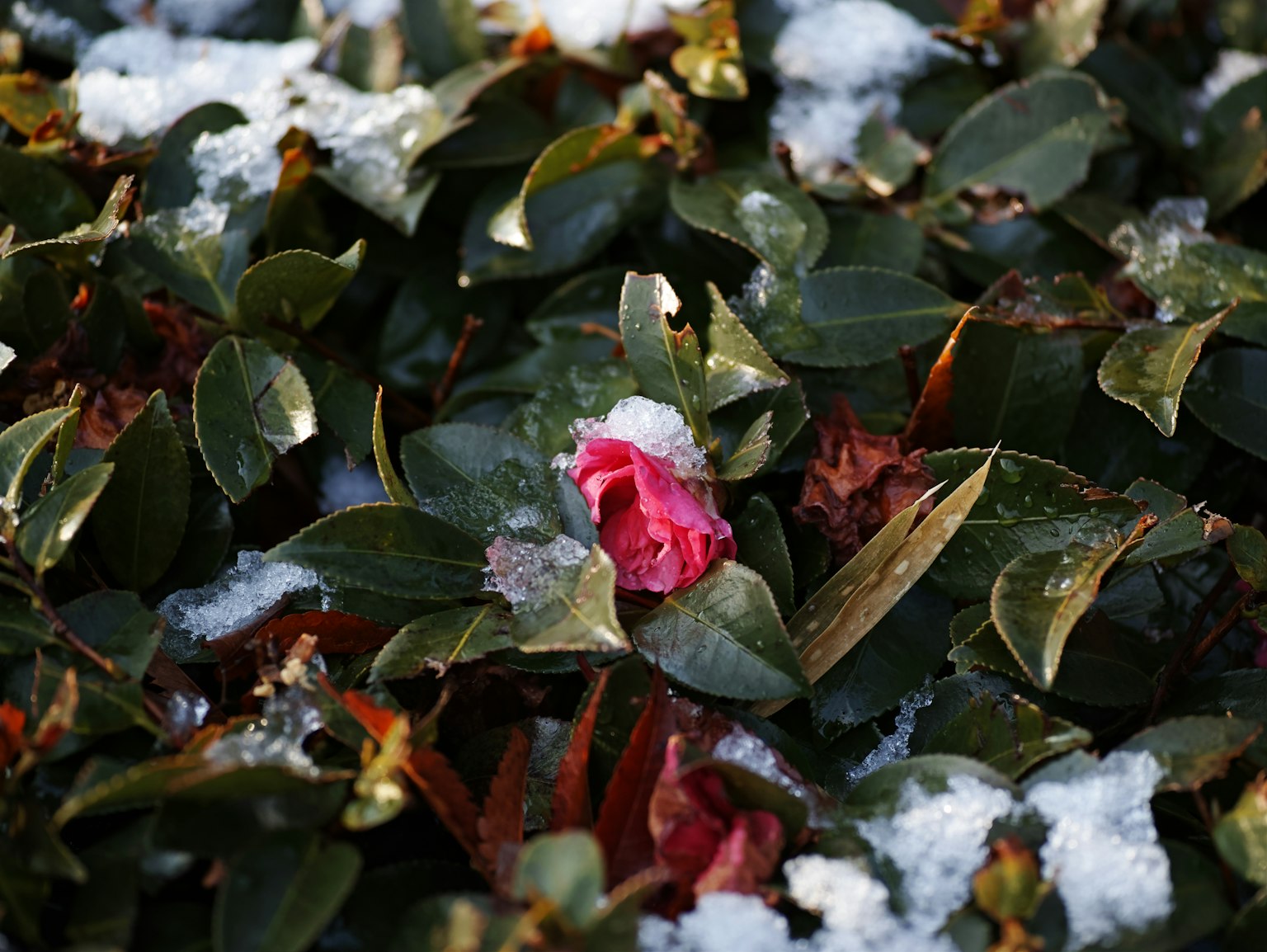 photo-zpl8iI7ho0QiNHwJBBWr-image