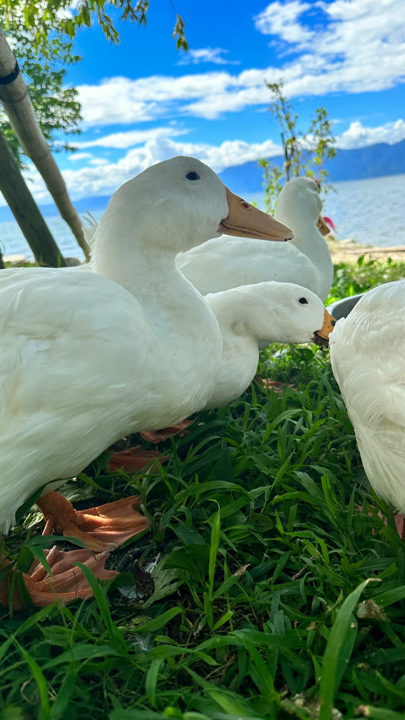 Un groupe de canards blancs sur l'herbe verte près d'un lac