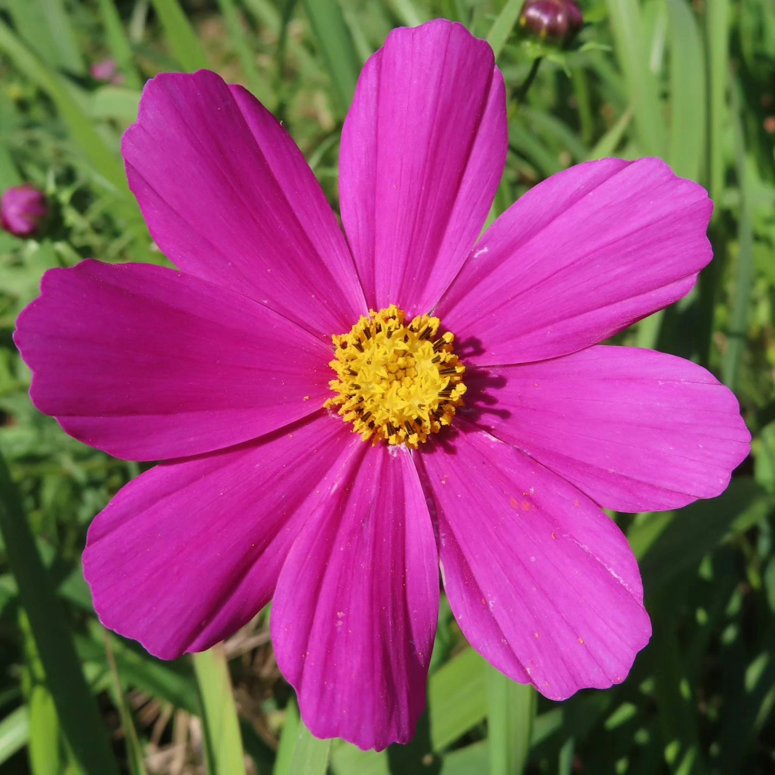 Lebendige pinke Kosmosblume blüht vor grünem Hintergrund