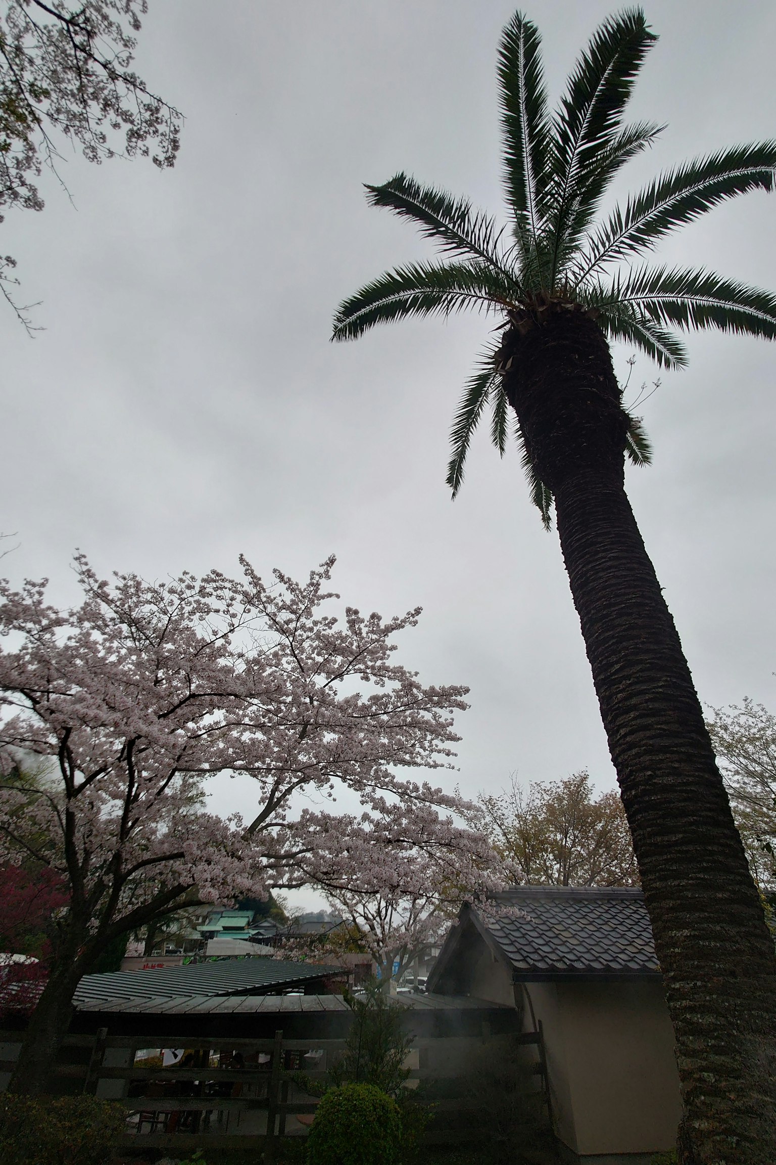 櫻花樹和棕櫚樹的風景，陰雲密布的天空