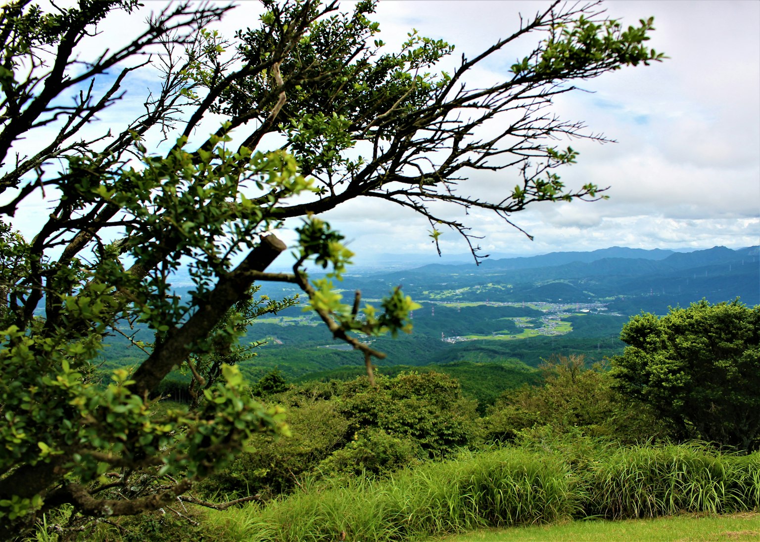 Paisaje montañoso verde con una rama de árbol que se extiende en un cielo azul