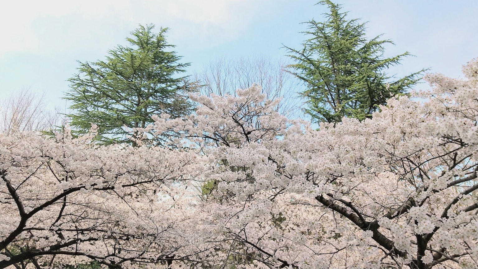 Des cerisiers en fleurs avec des arbres conifères verts en arrière-plan