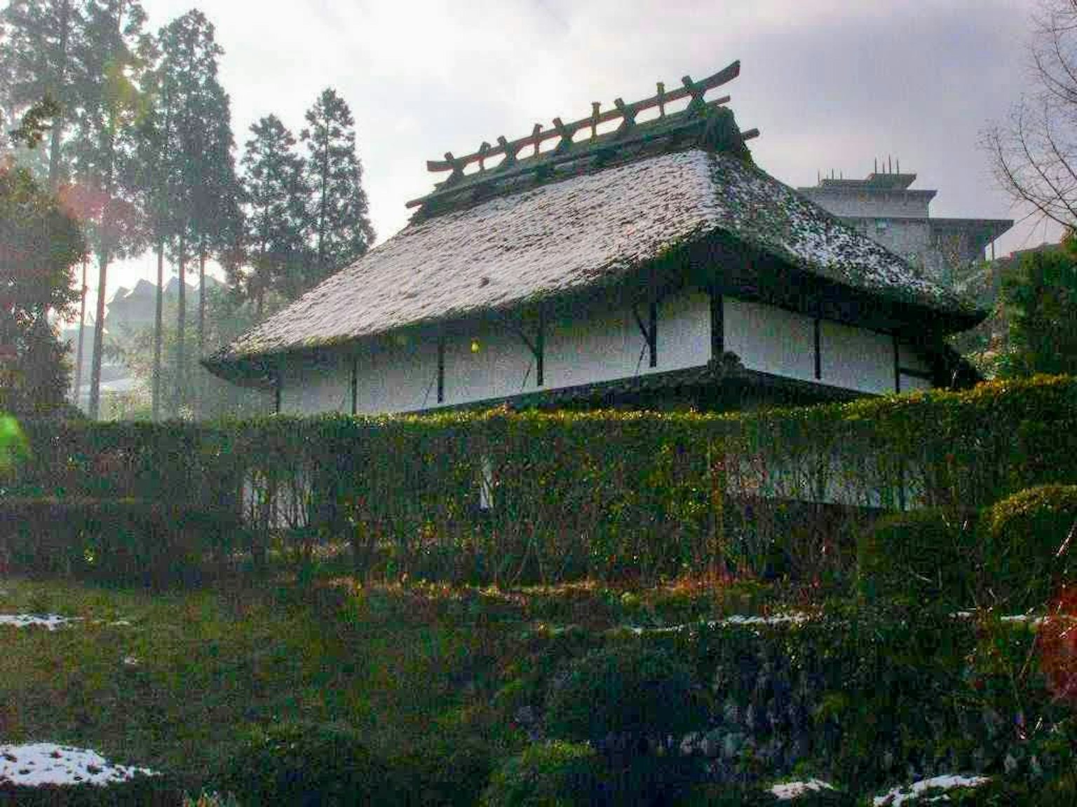 Rumah tradisional Jepang yang tertutup salju dengan taman subur