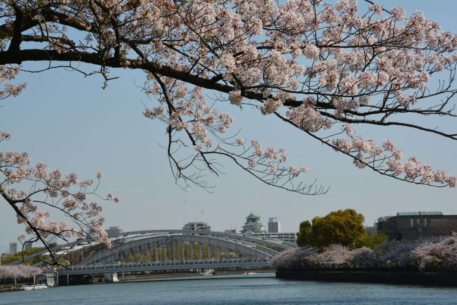 Scenic view of cherry blossoms along the riverside with a bridge and city background
