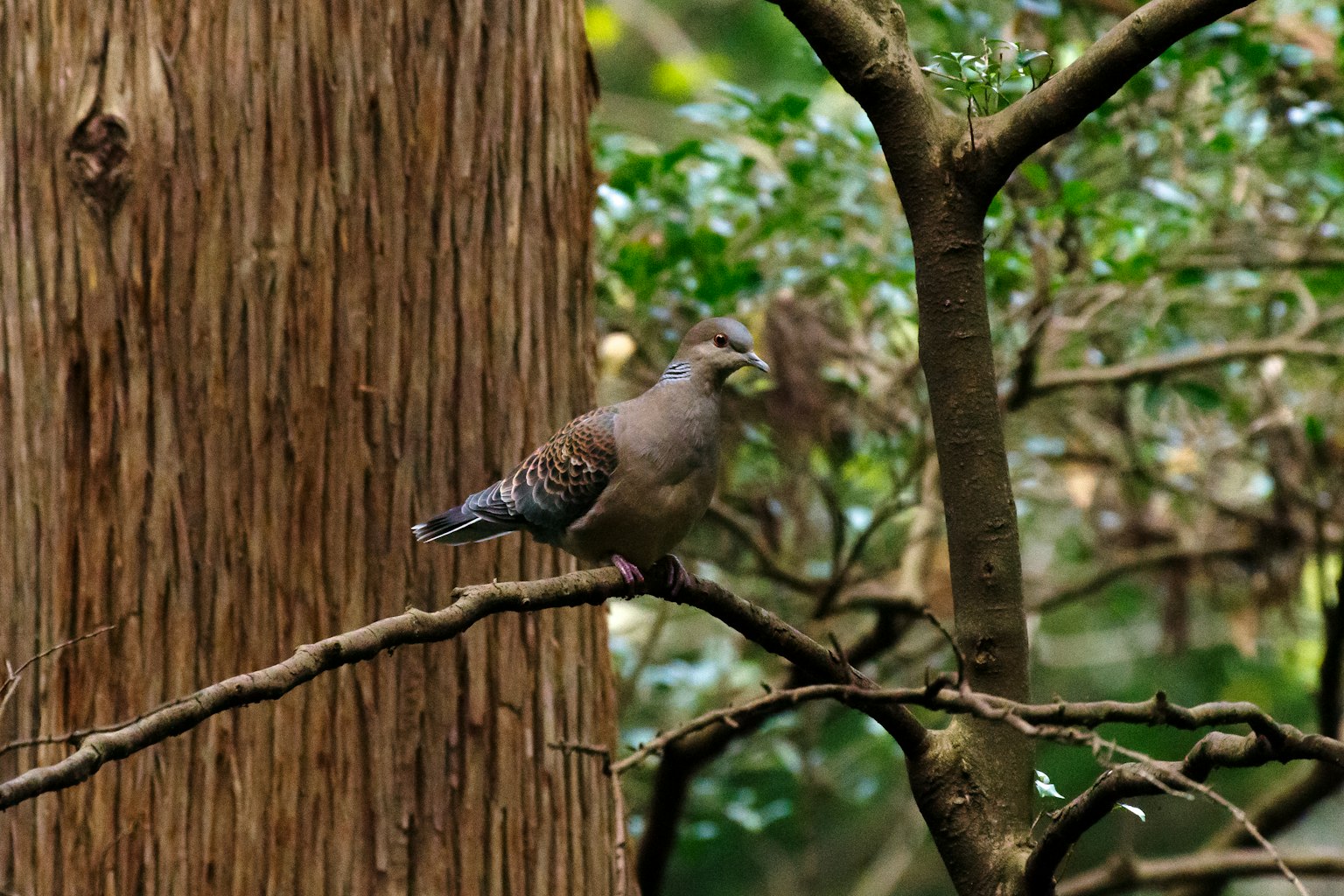 Bird perched on a branch with green leaves and tree trunk in the background