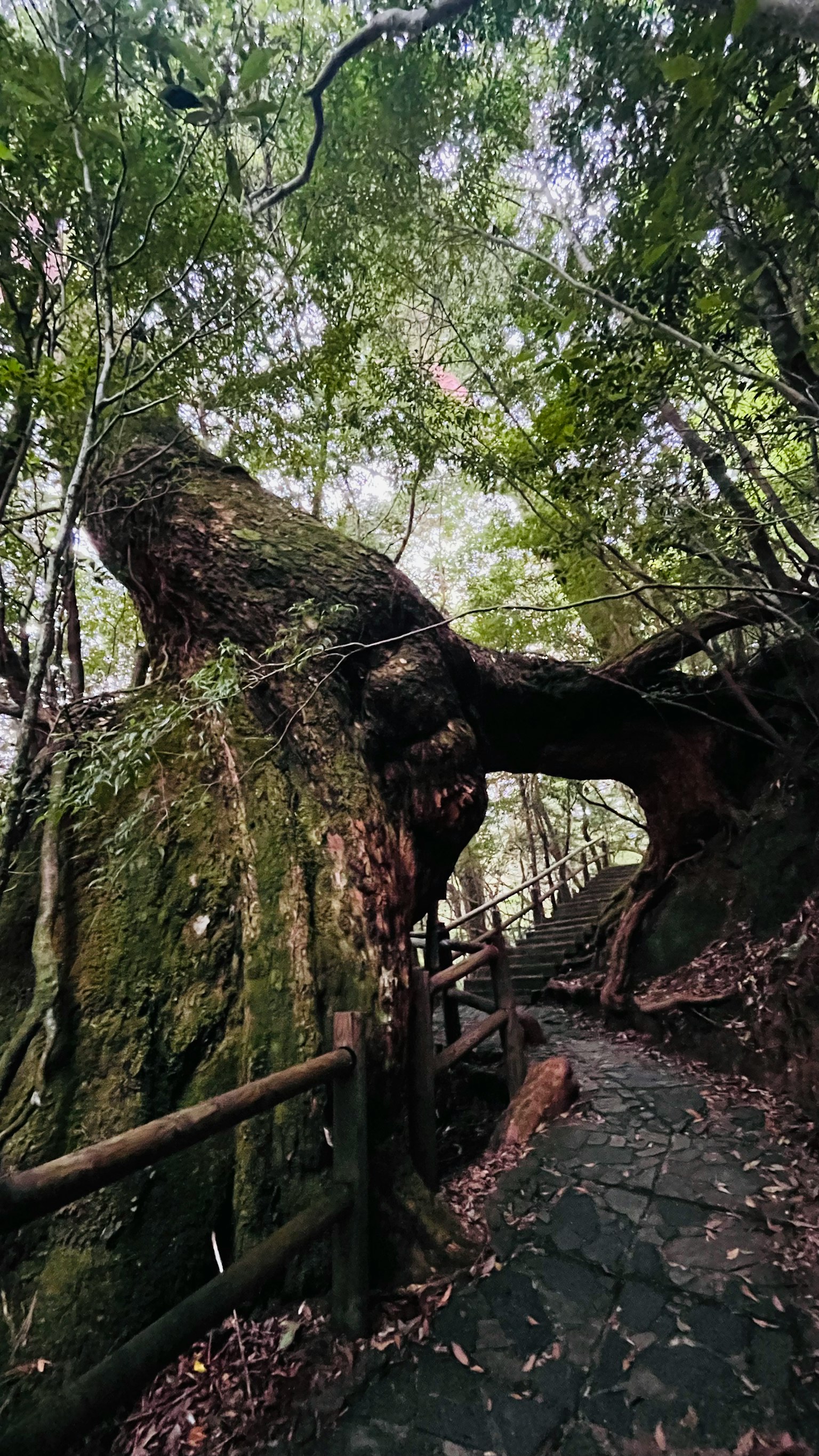 一棵大樹拱起的石頭小路在鬱鬱蔥蔥的森林中