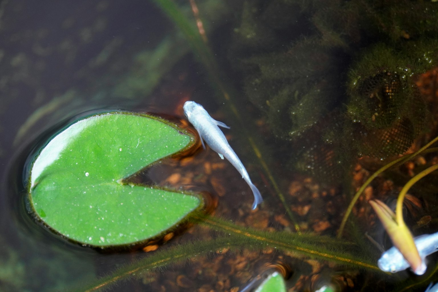 Imagen que muestra una hoja de nenúfar y pequeños peces en el agua
