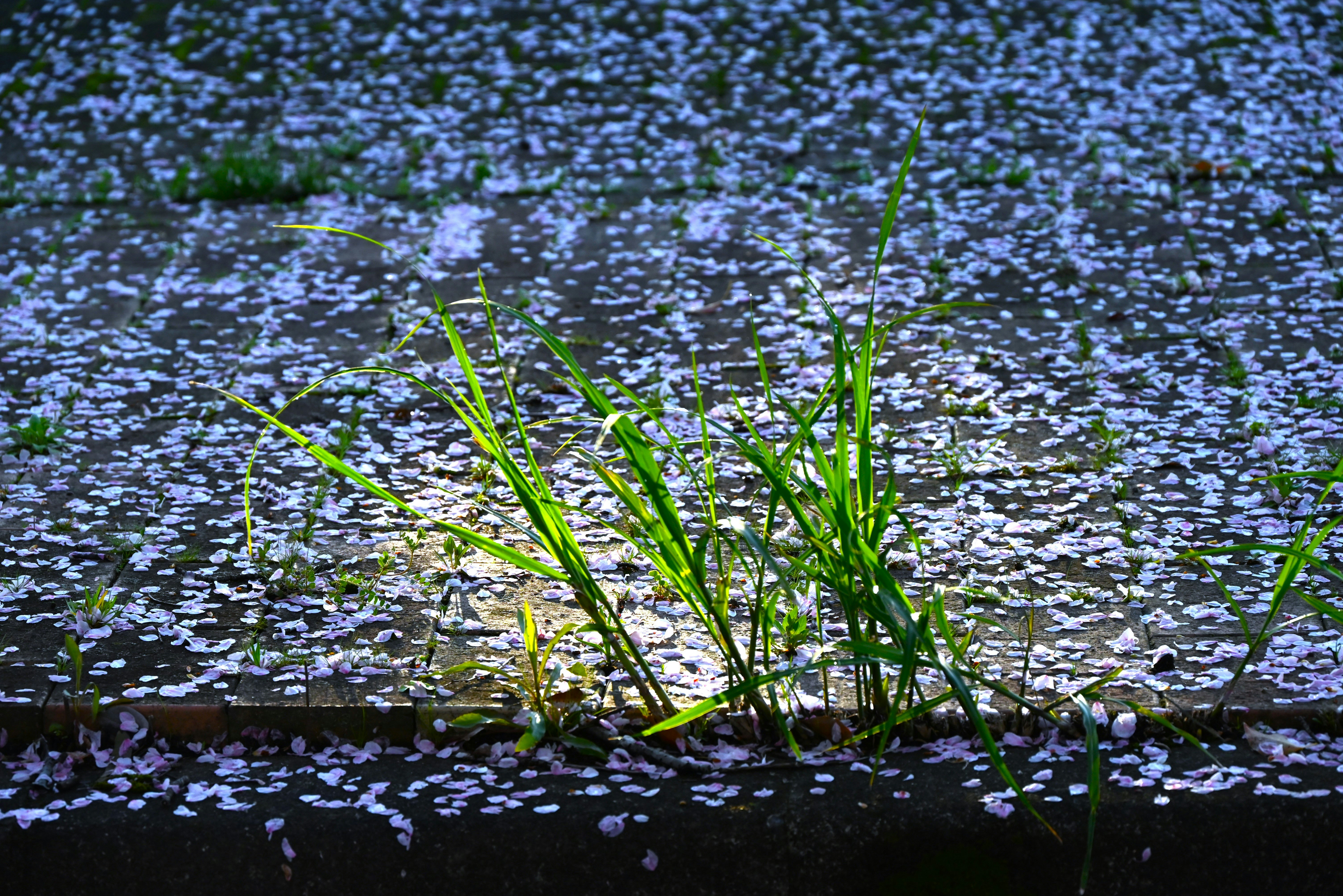 水面に広がる小さな花と水辺の草