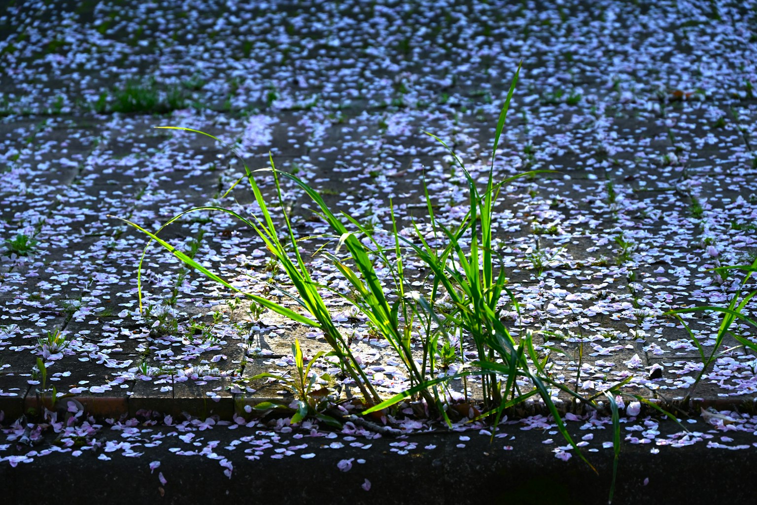 Erba verde che cresce tra i petali di ciliegio sparsi su uno sfondo blu