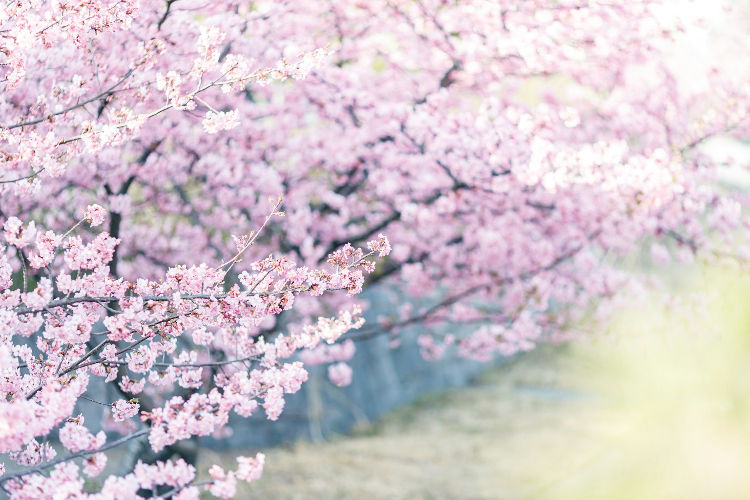 Pemandangan indah bunga sakura yang mekar
