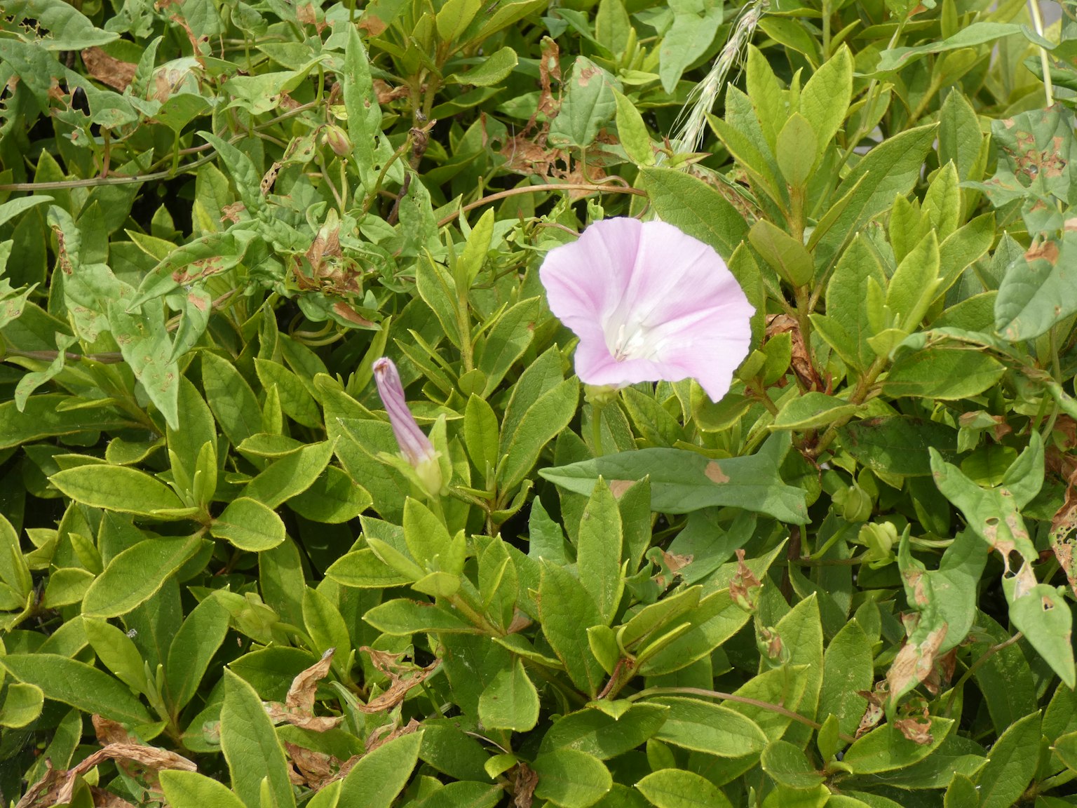 被綠色葉子包圍的淺紫色花朵