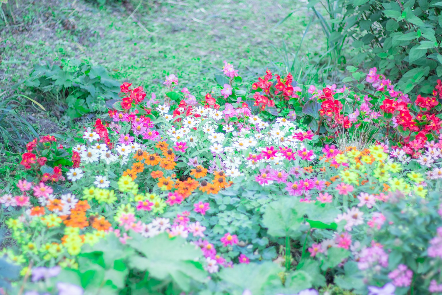 Flores coloridas floreciendo en un jardín