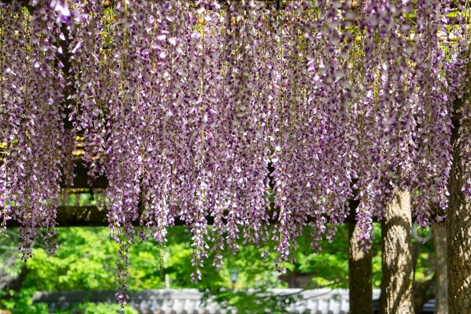 Beautiful view of cascading purple wisteria flowers