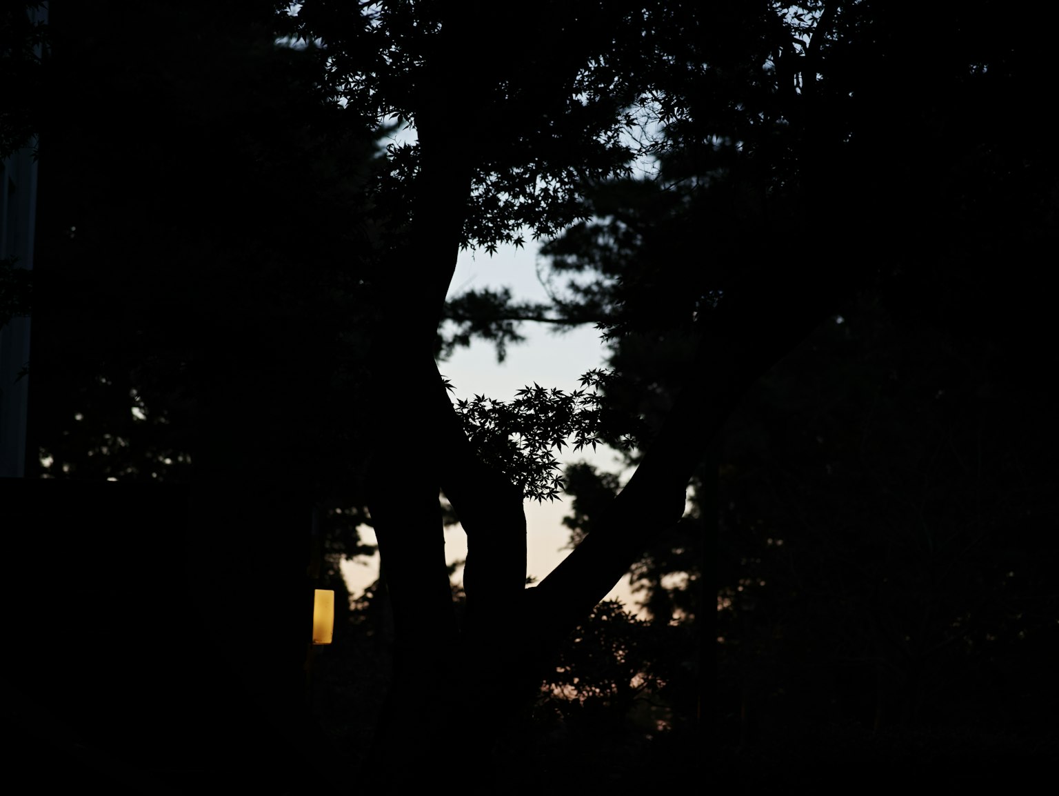 Silhouette của cây vào lúc chạng vạng với ánh sáng yếu từ cửa sổ