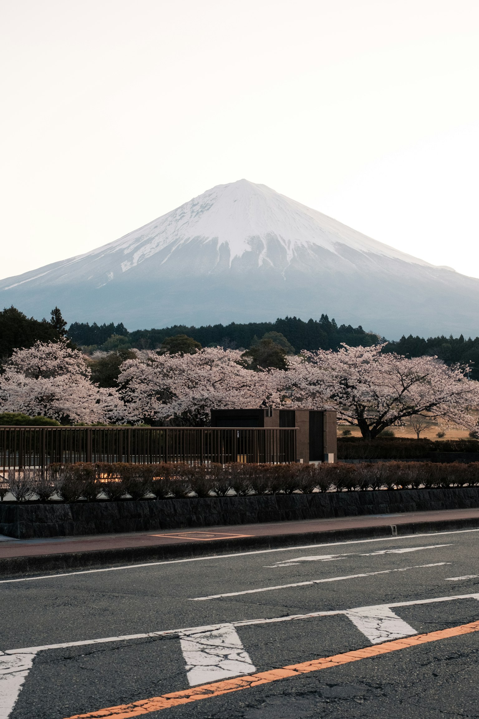 Scenic view of Mount Fuji with cherry blossom trees