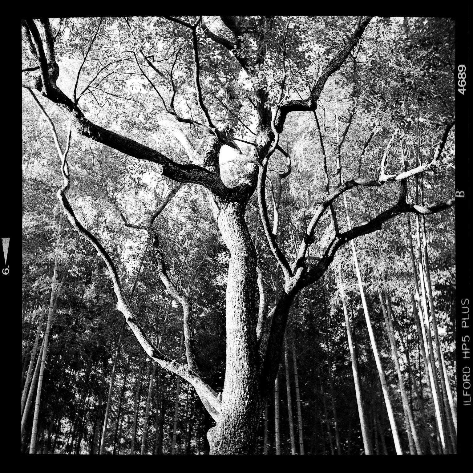 Photo en noir et blanc d'un grand arbre aux branches éparpillées et de bambous en arrière-plan