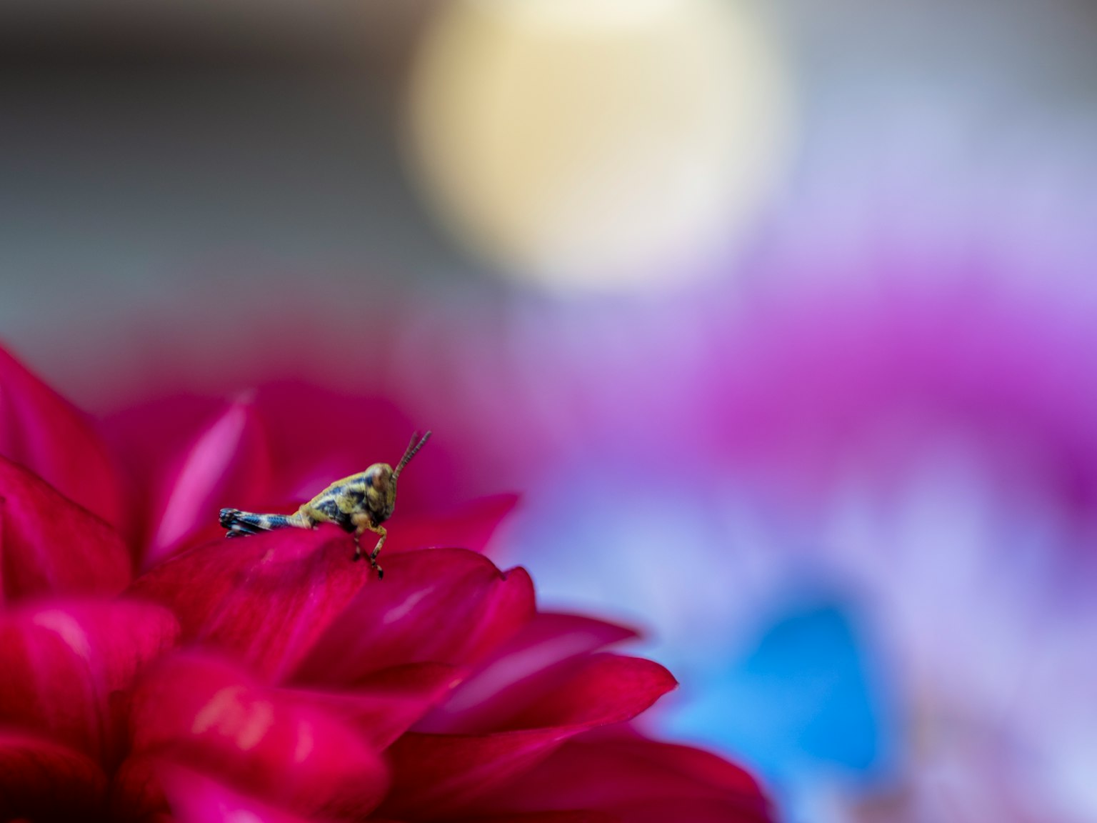 Un pequeño insecto sobre una flor rosa vibrante con un fondo de luz borroso