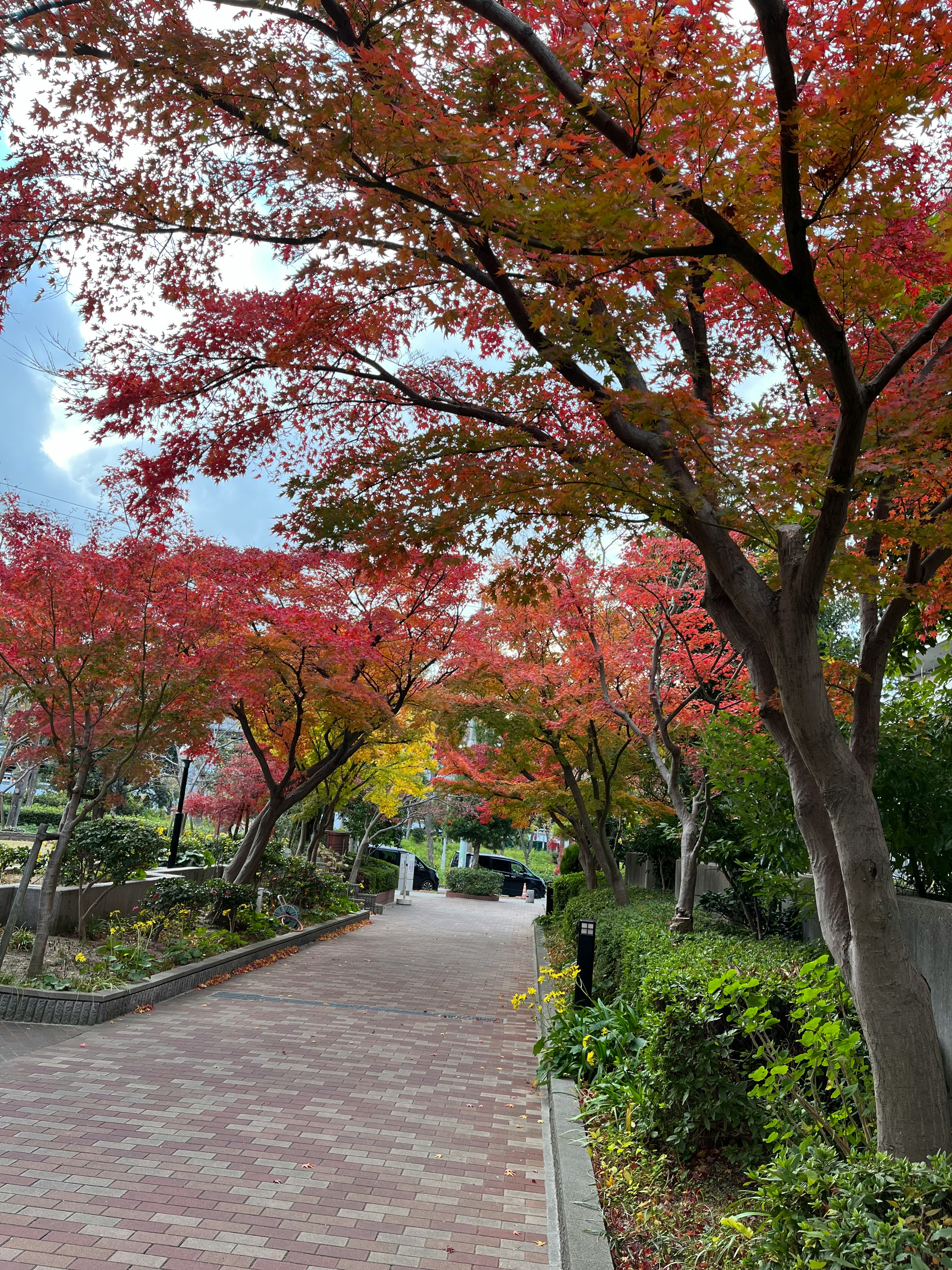もみじの小径を彩る紅葉並木